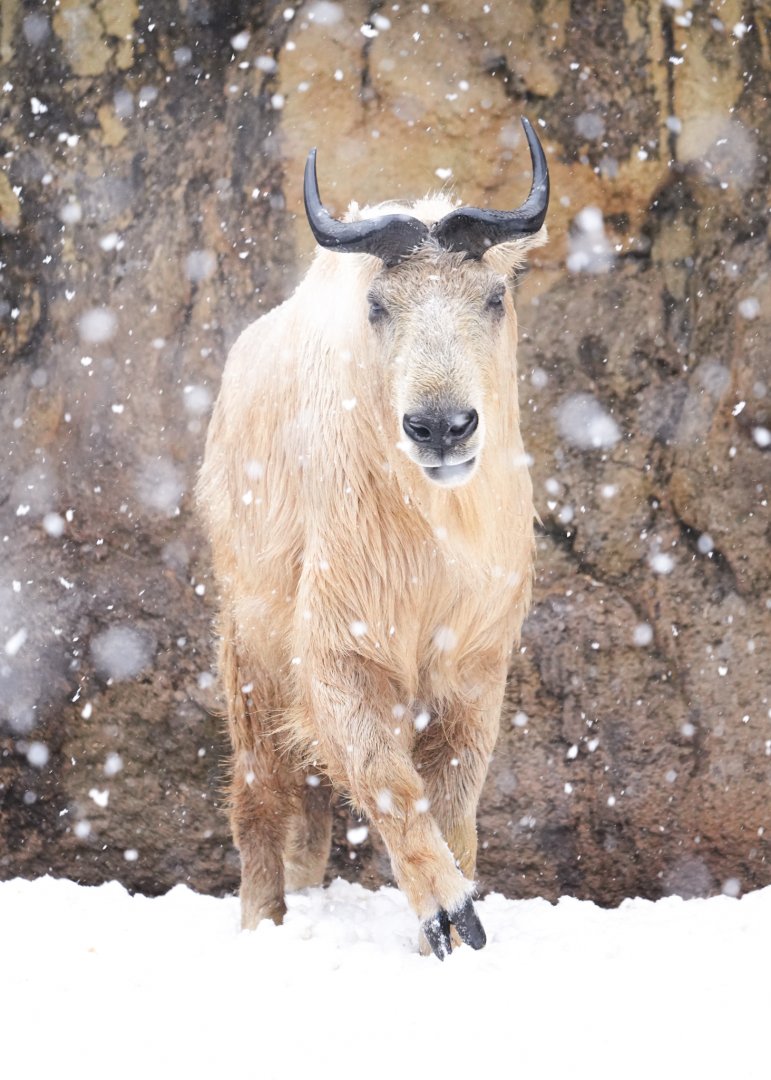 Golden Takin