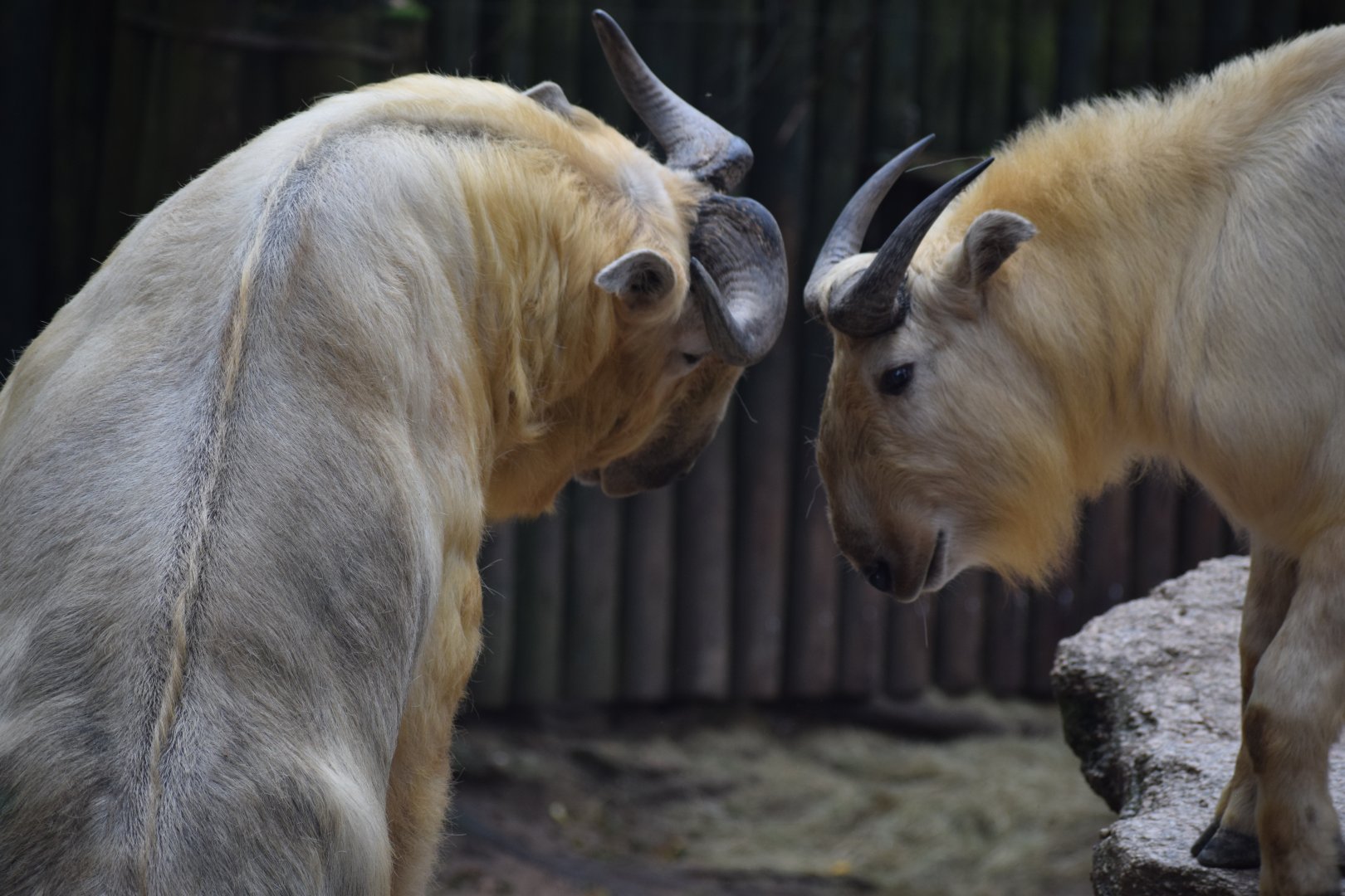 Golden takin