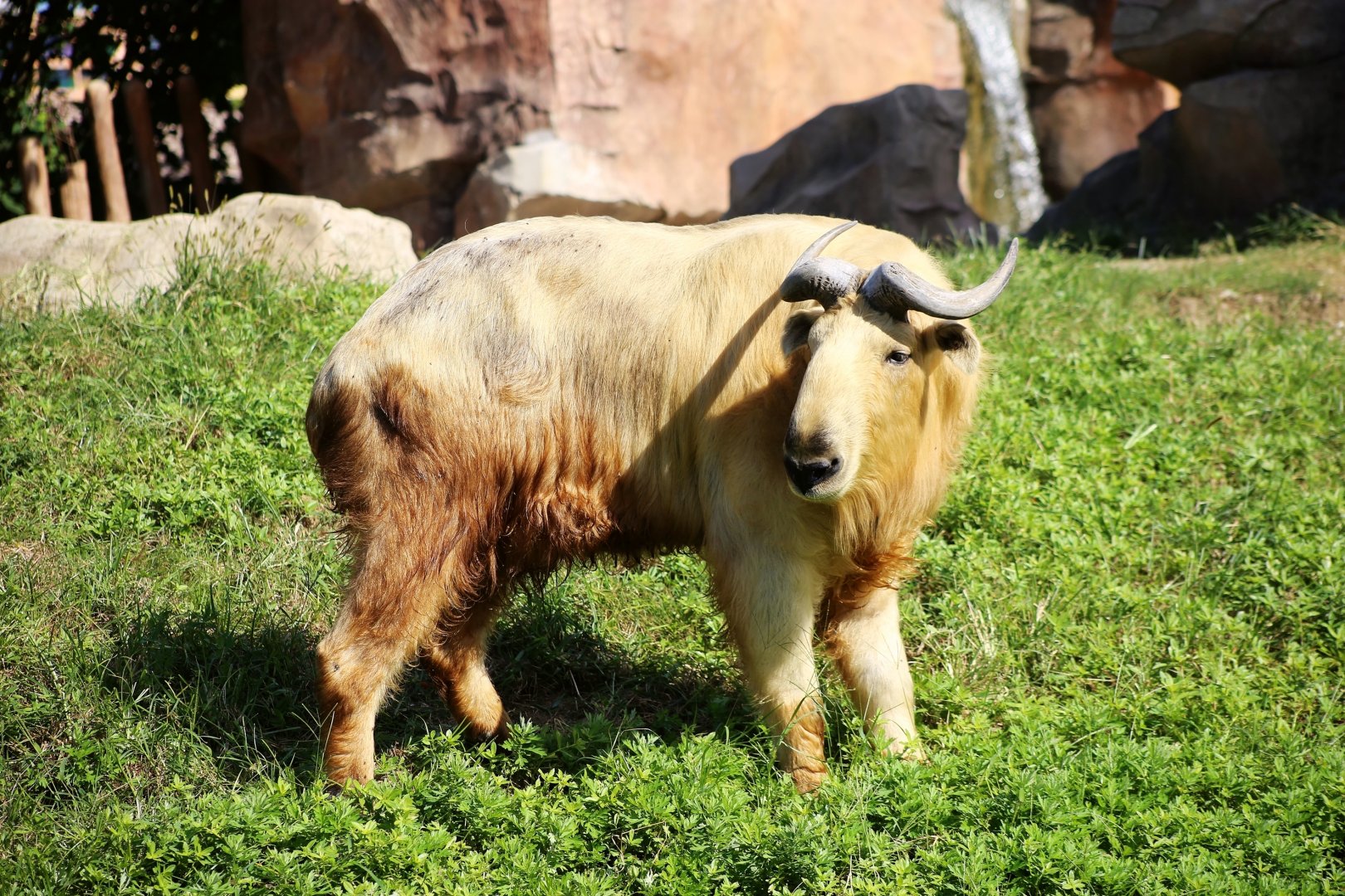 Golden Takin