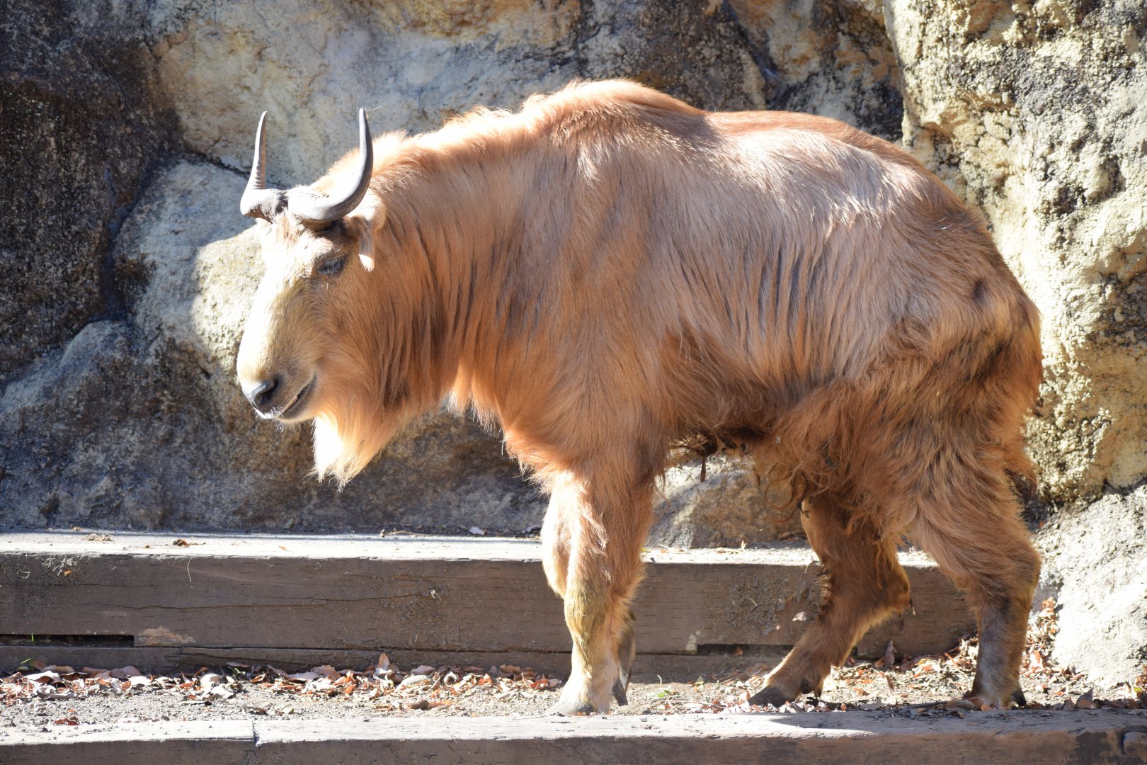 Golden takin