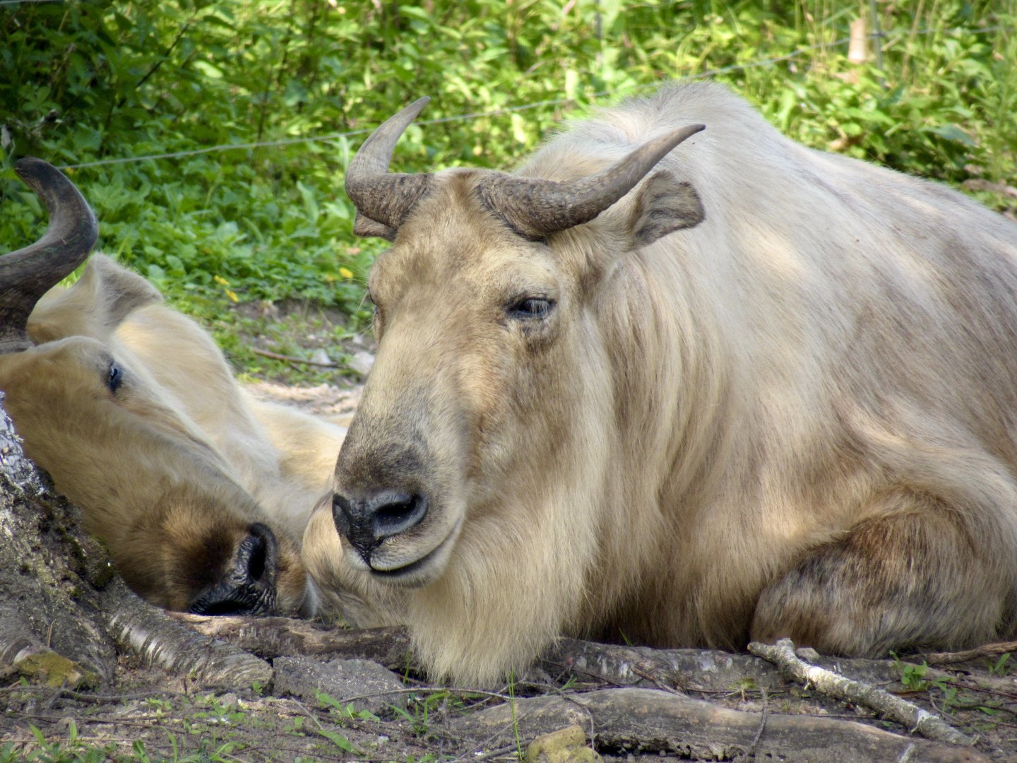 Golden takin