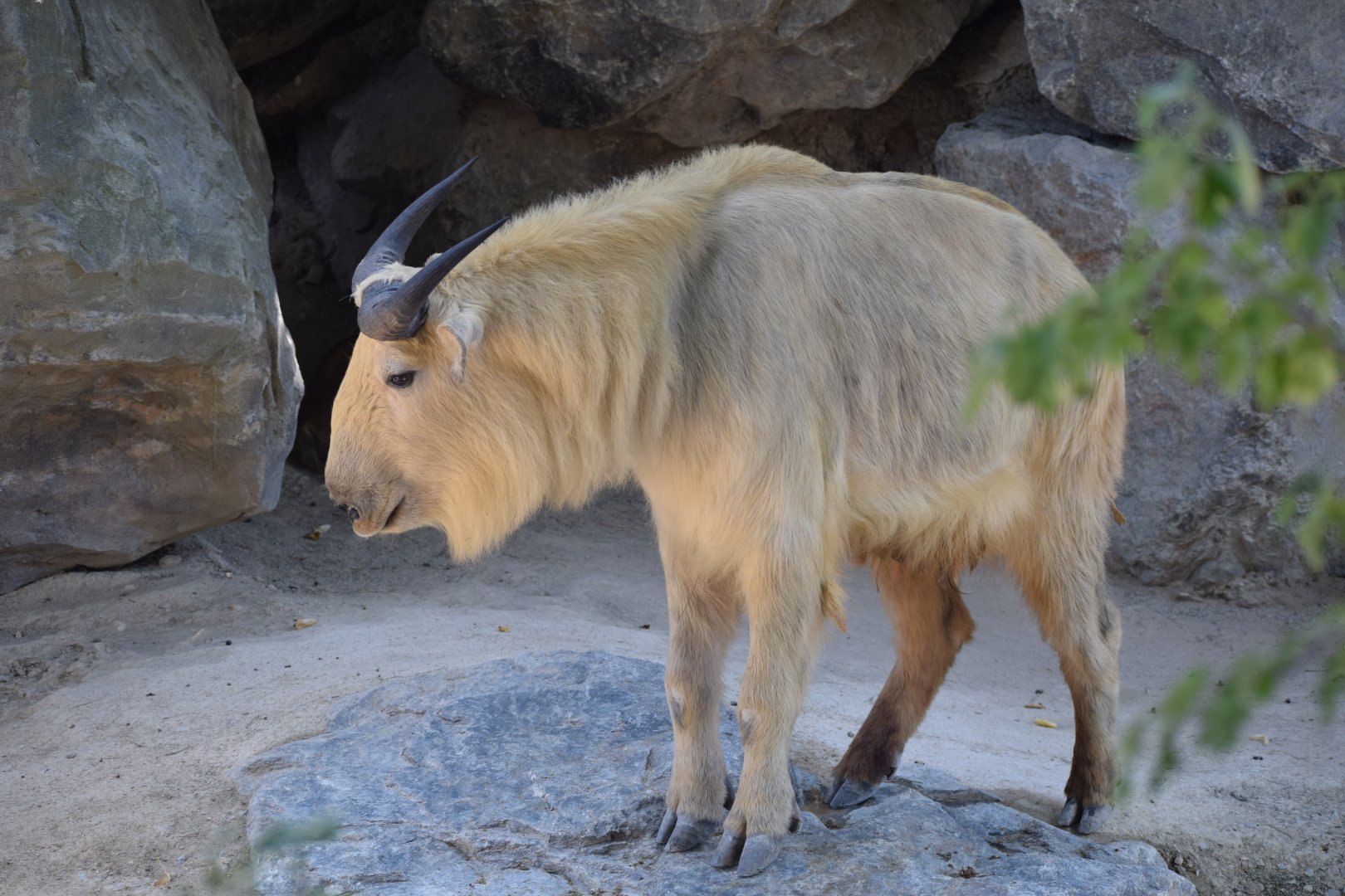 Golden takin