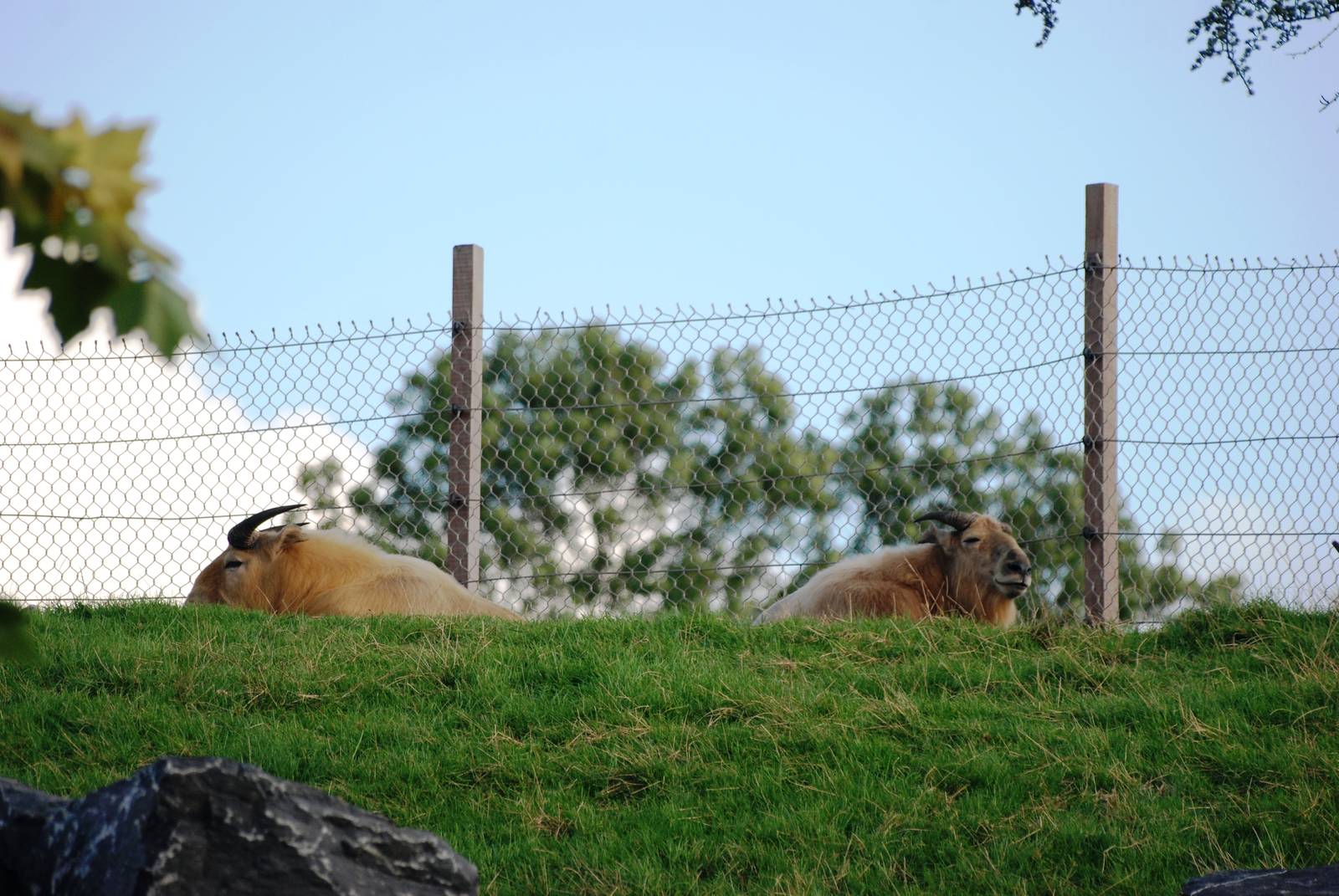 Golden Takins at Pairi Daiza, 31/08/14