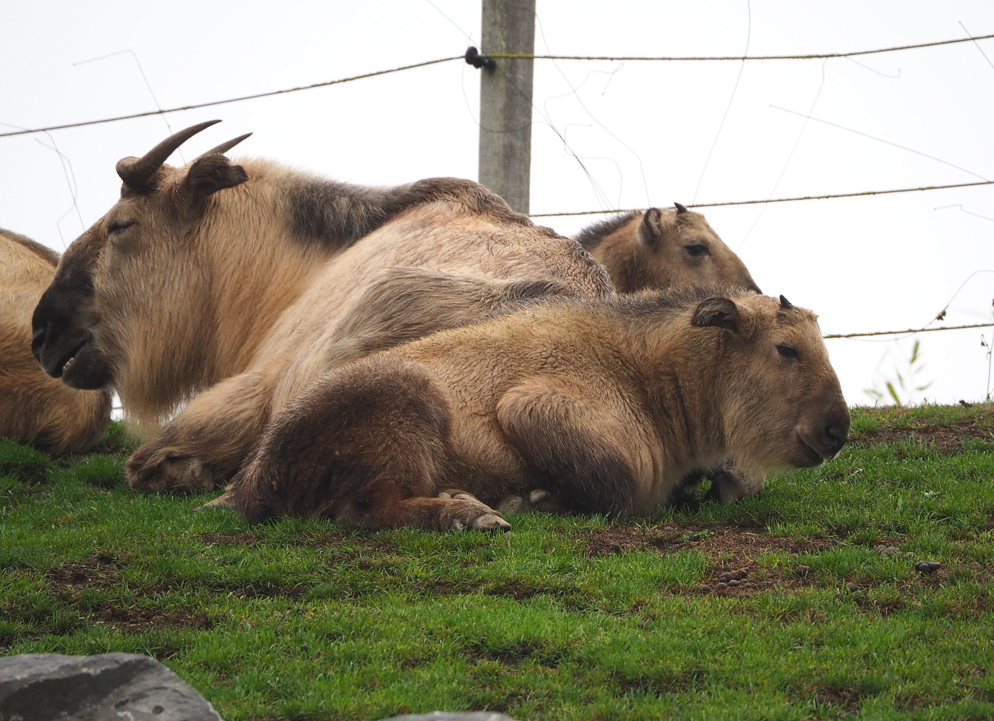 Golden takins (Budorcas taxicolor bedfordi), 2022-09-14