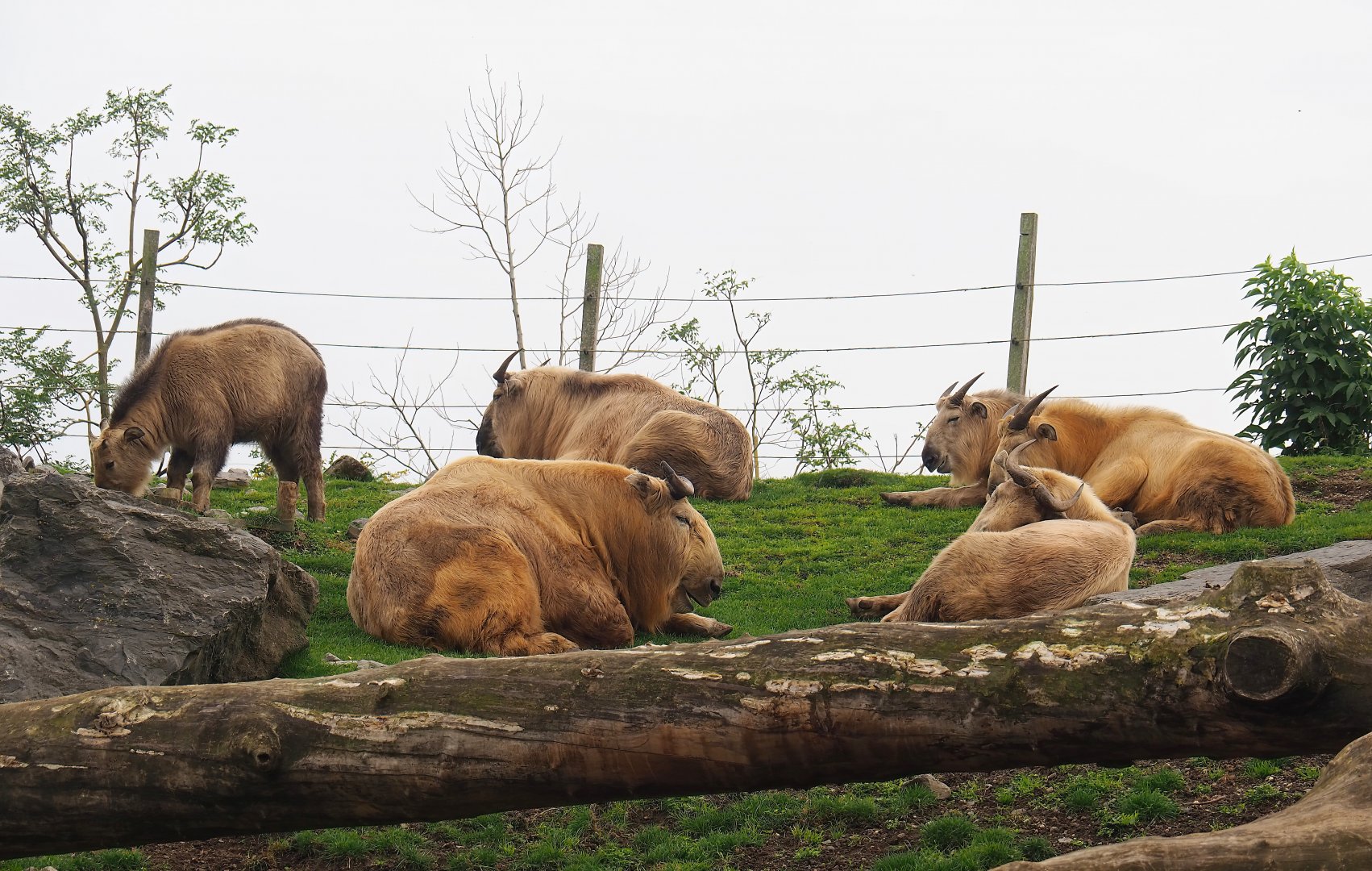 Golden takins (Budorcas taxicolor bedfordi), 2023-10-13