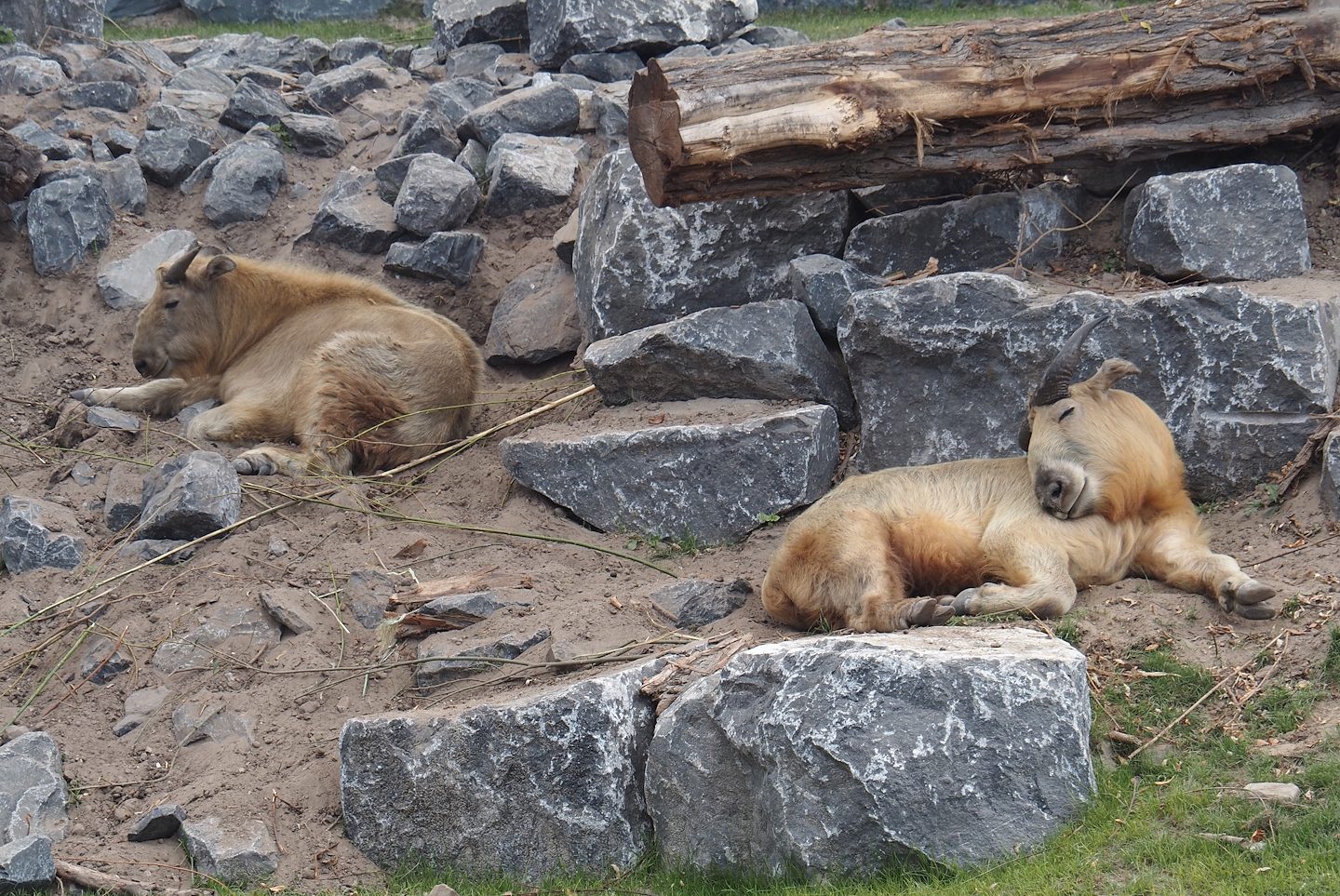 Golden takins (Budorcas taxicolor bedfordi), 2025-08-24