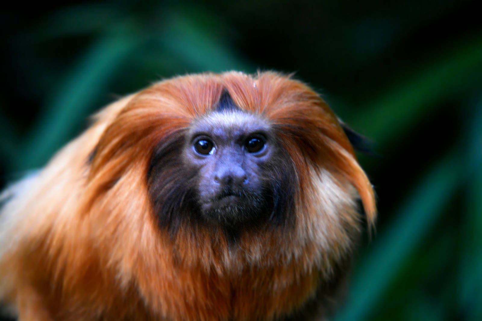GOLDEN TAMARIN