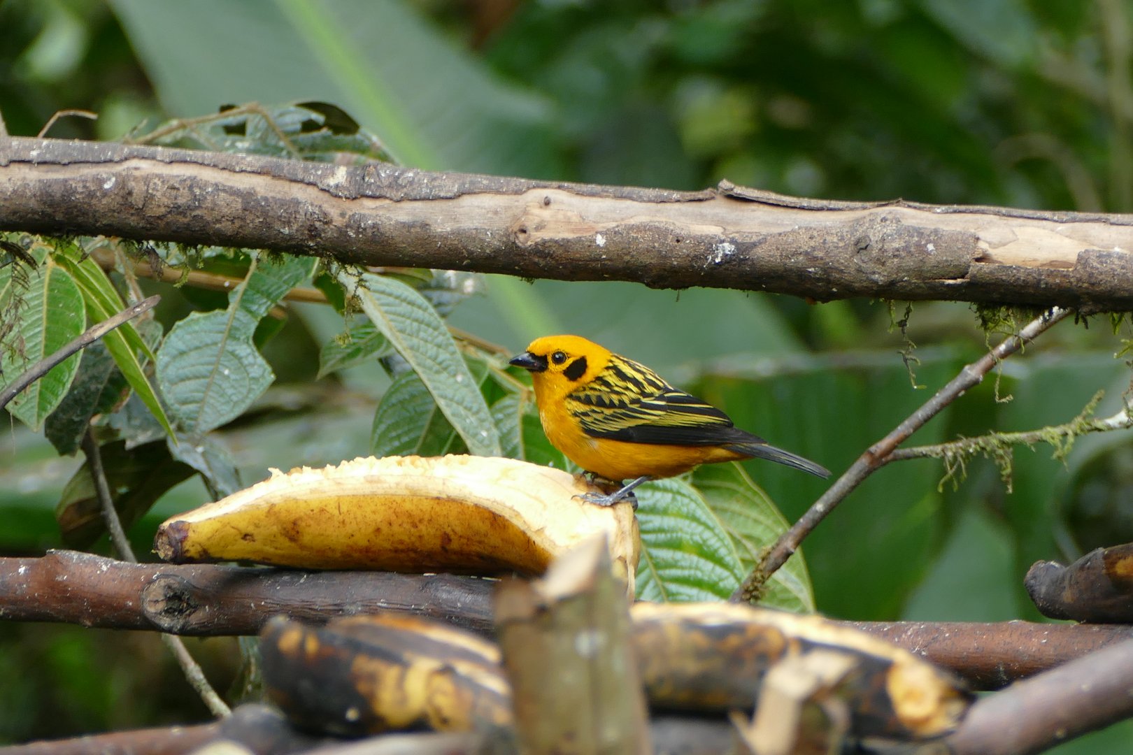 Golden Tanager