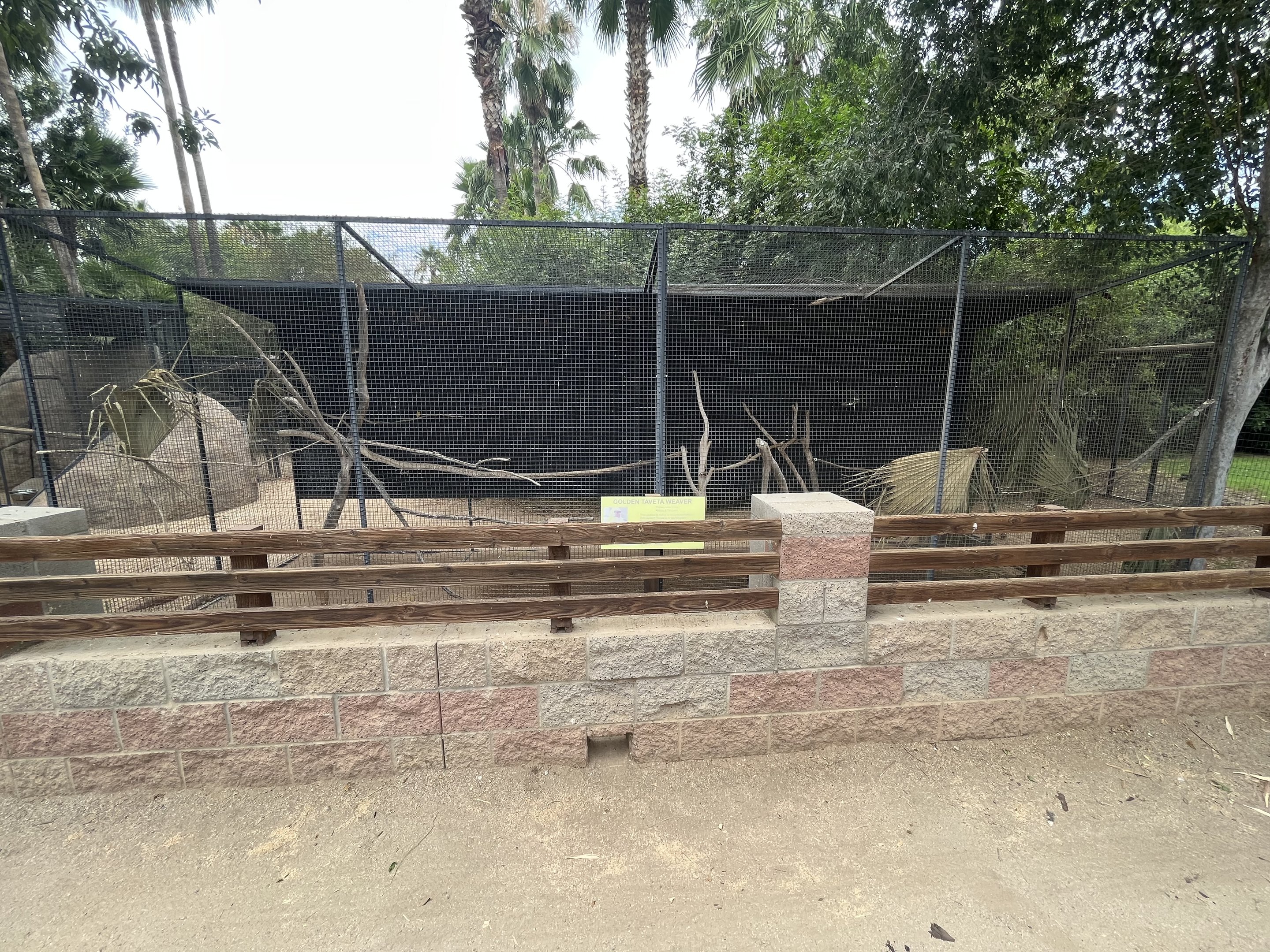 Golden Taveta Weaver Aviary