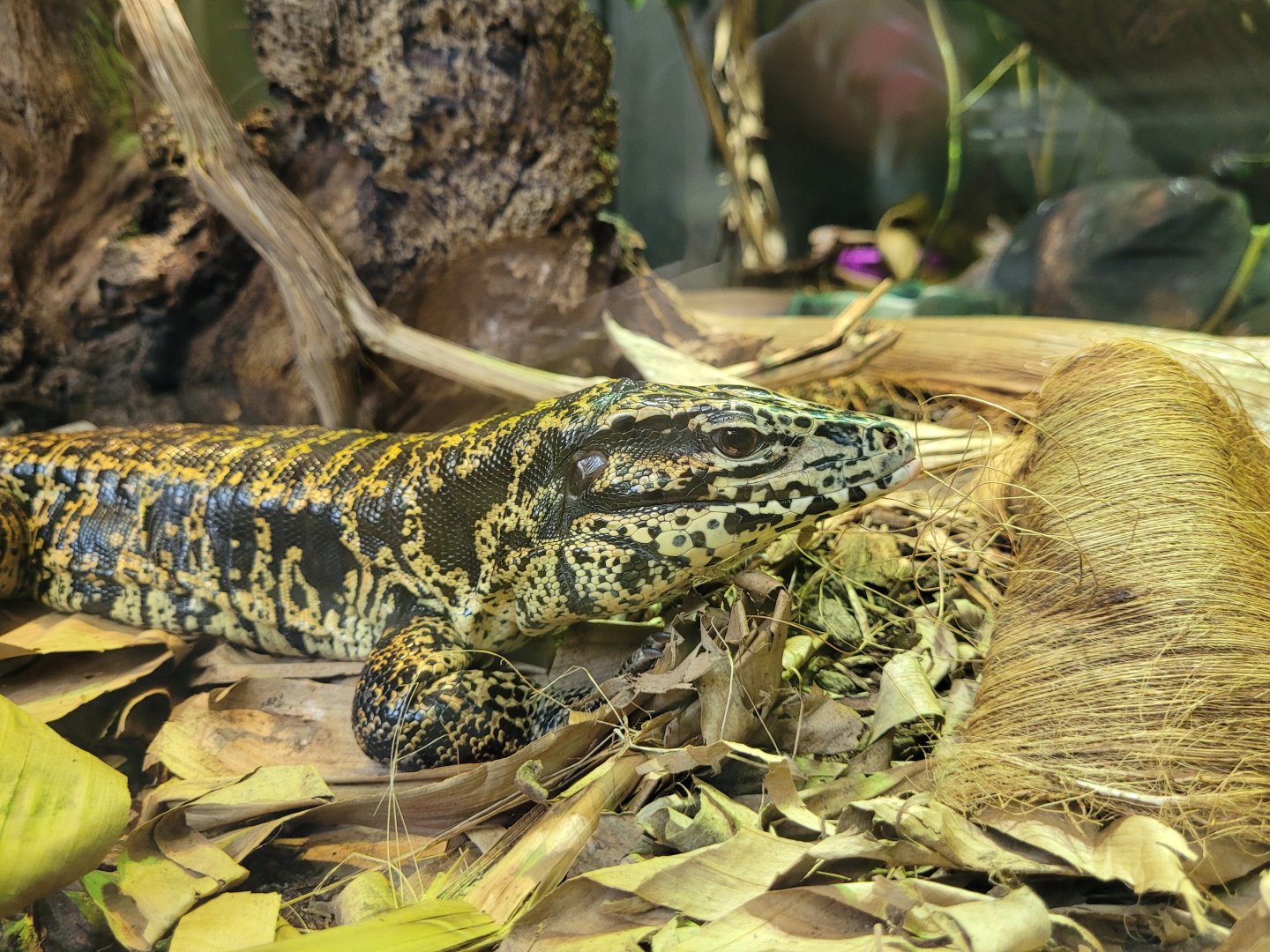 Golden tegu -Parc Zoologique de Paris (2022)