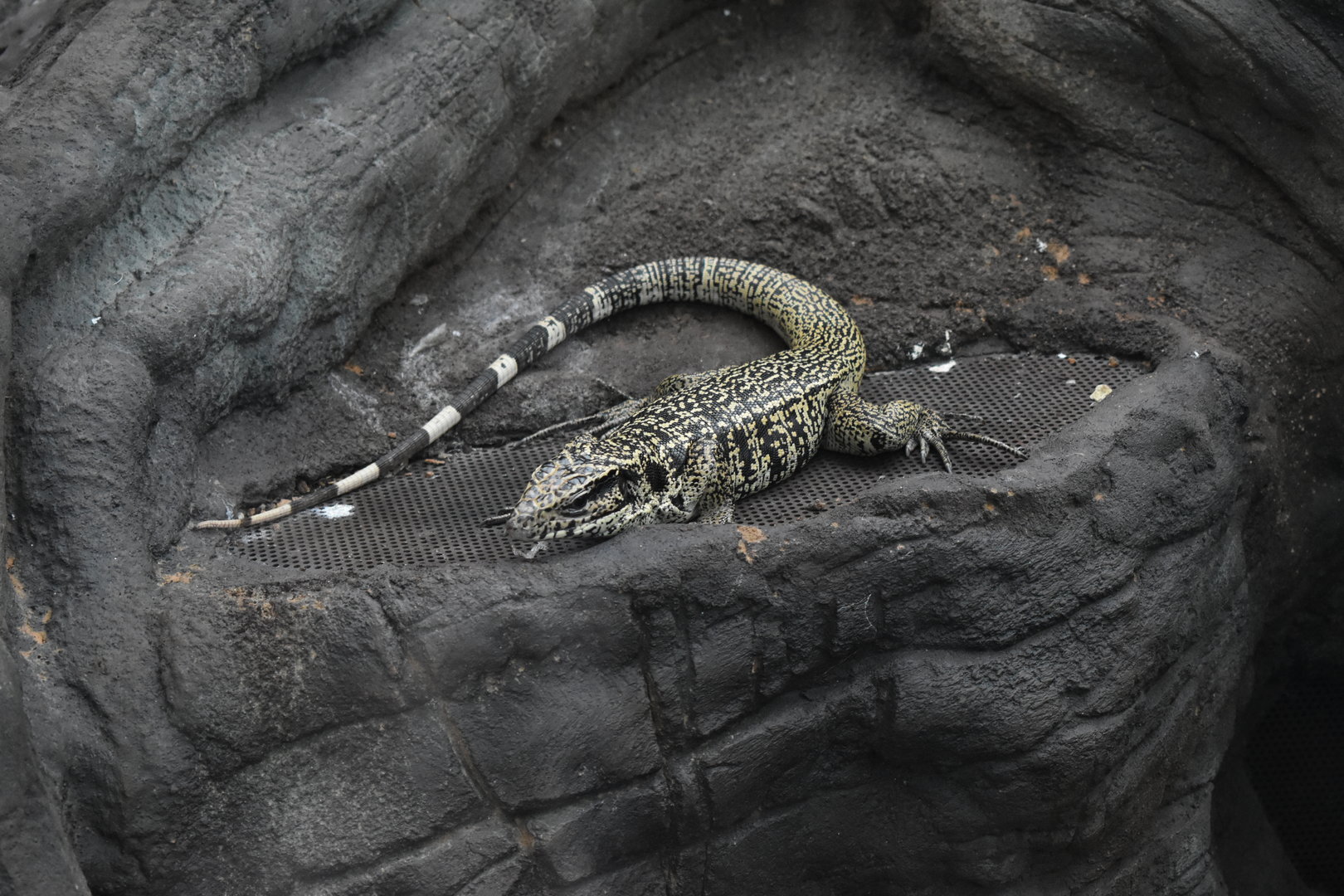Golden tegu (Tupinambis teguixin)