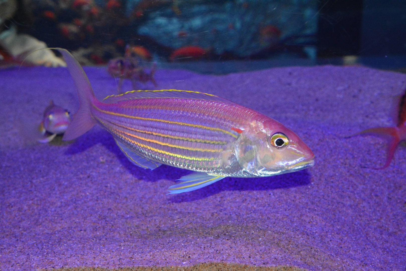 Golden threadfin bream (Nemipterus virgatus)