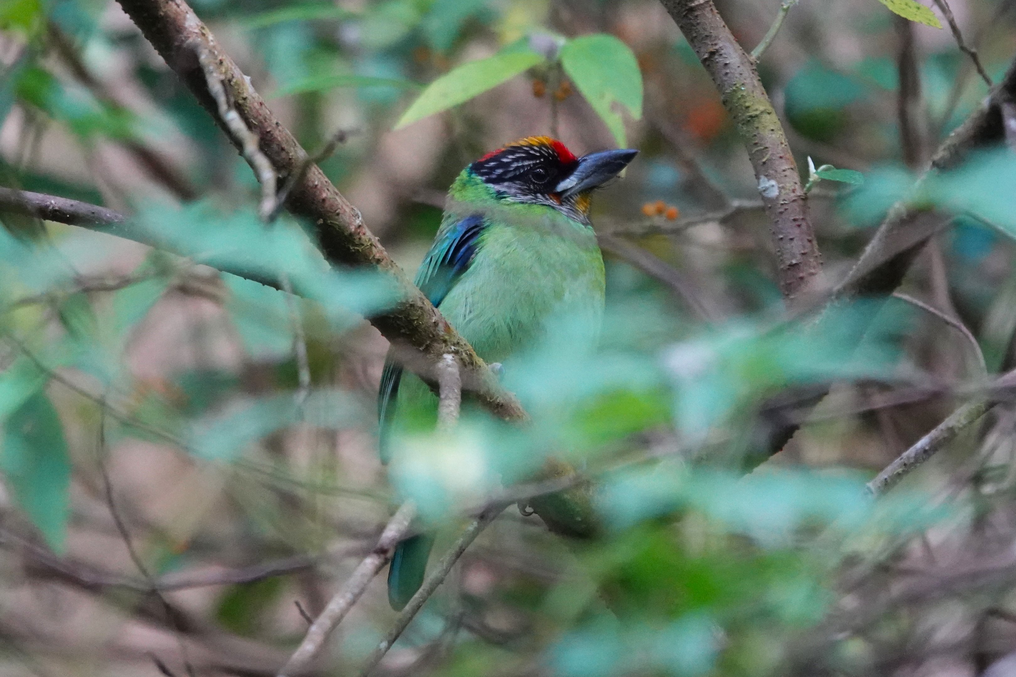 Golden-throated Barbet