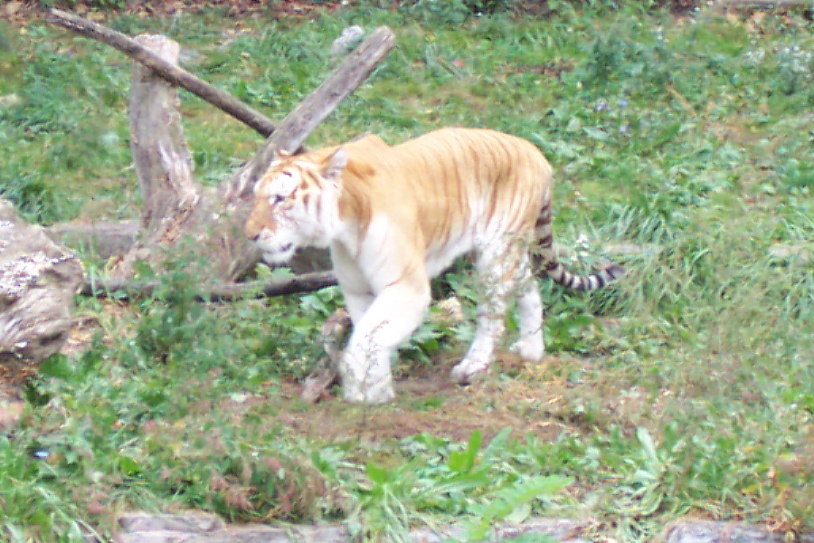 Golden Tiger 2004