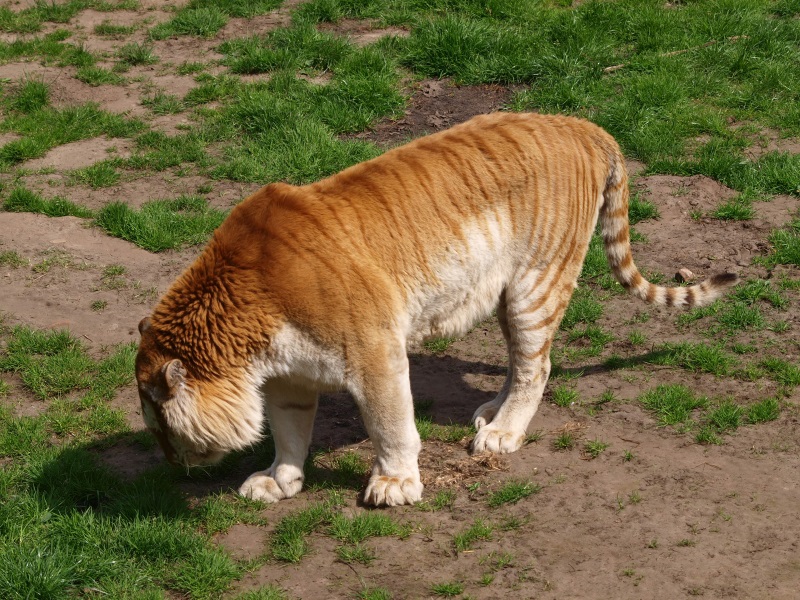 Golden tiger (April 19th, 2015)