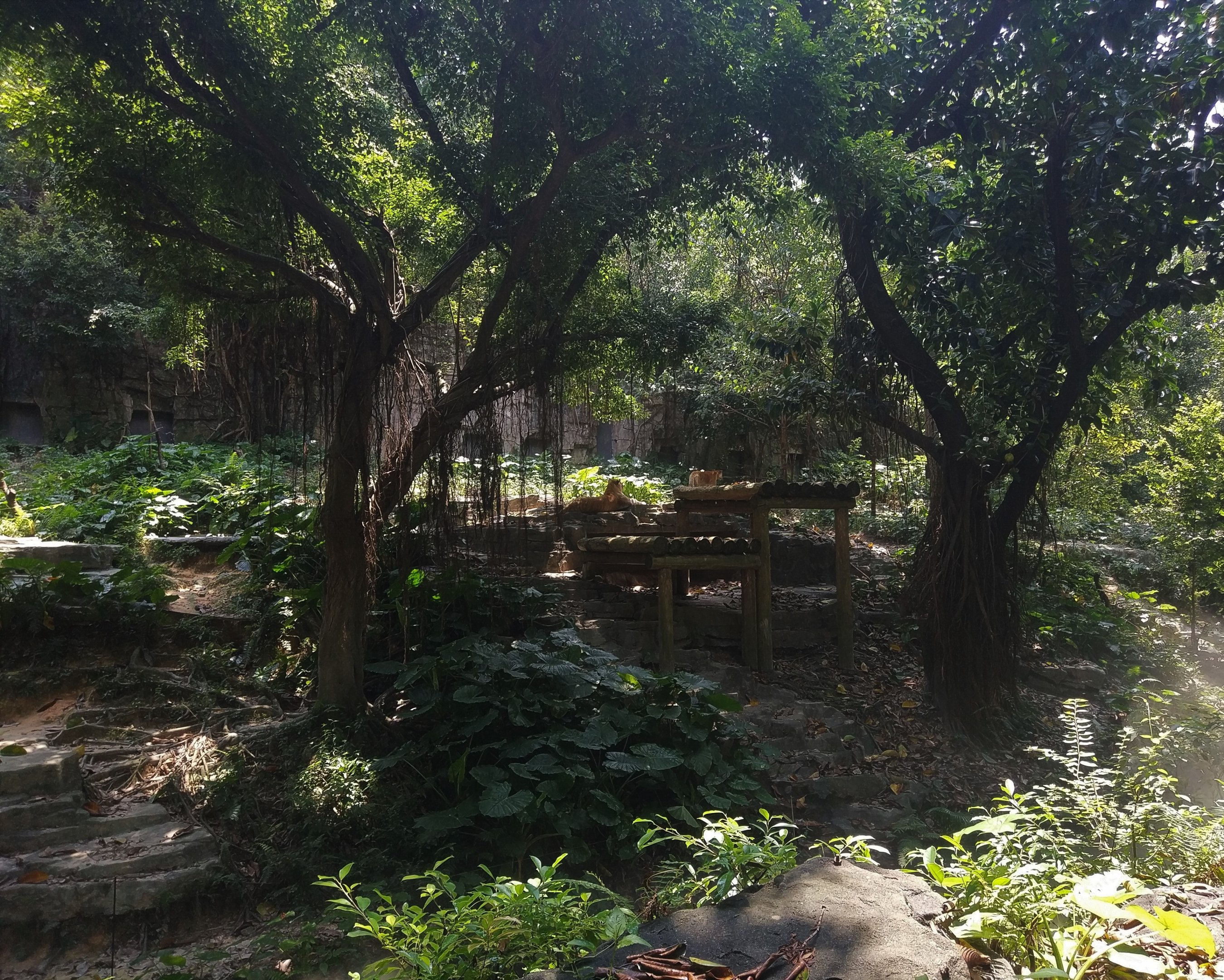 Golden Tiger  Exhibit