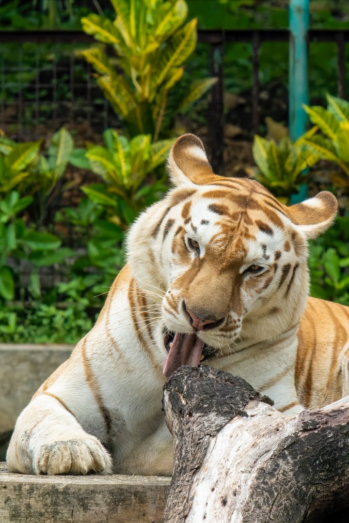 Golden Tiger -  Panthera tigris