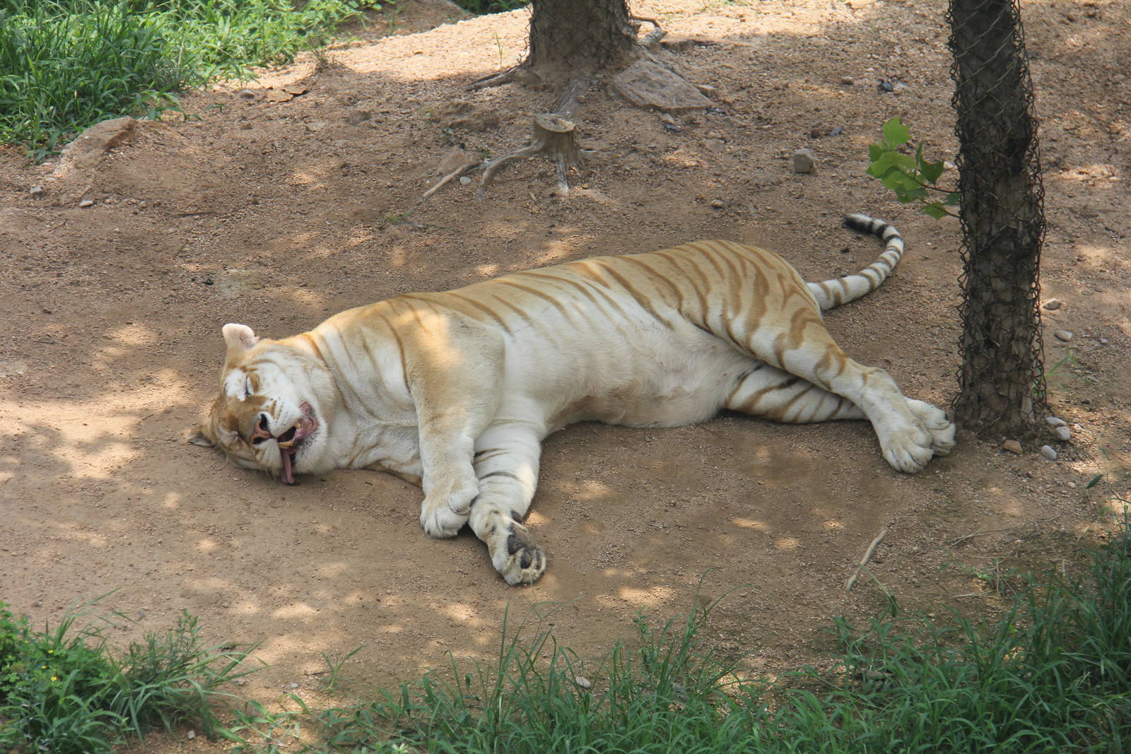 Golden tiger