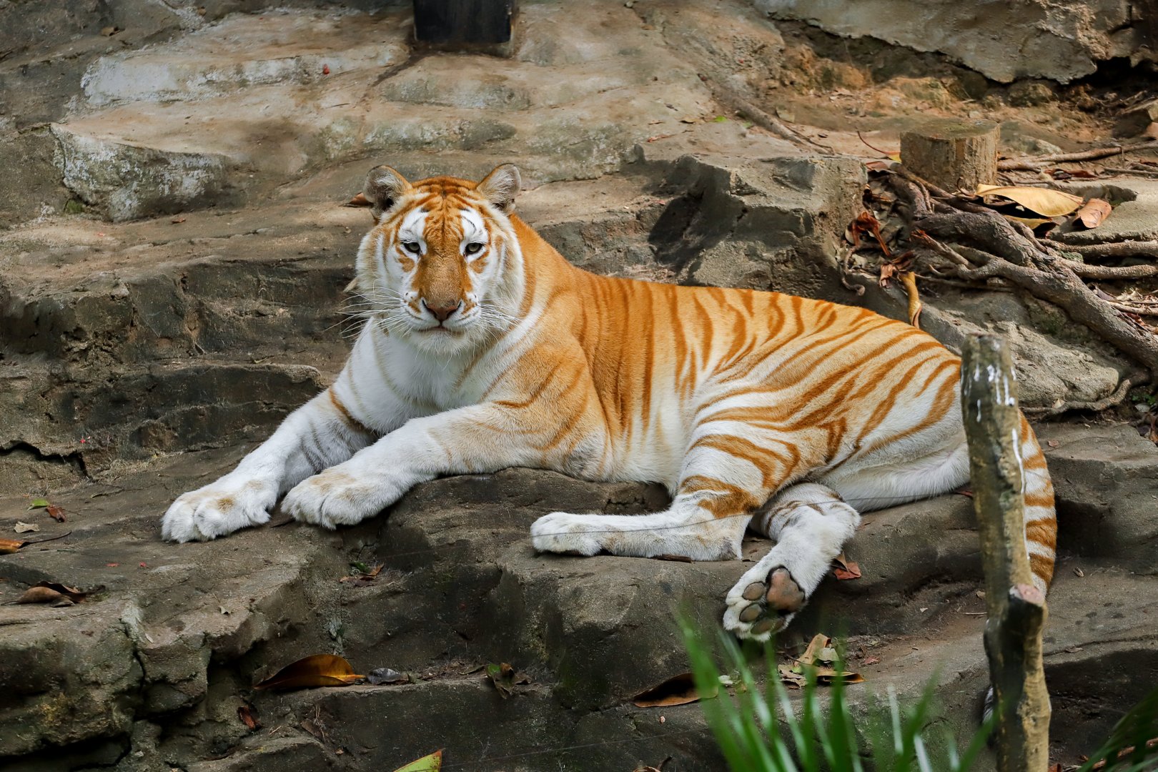 Golden tiger