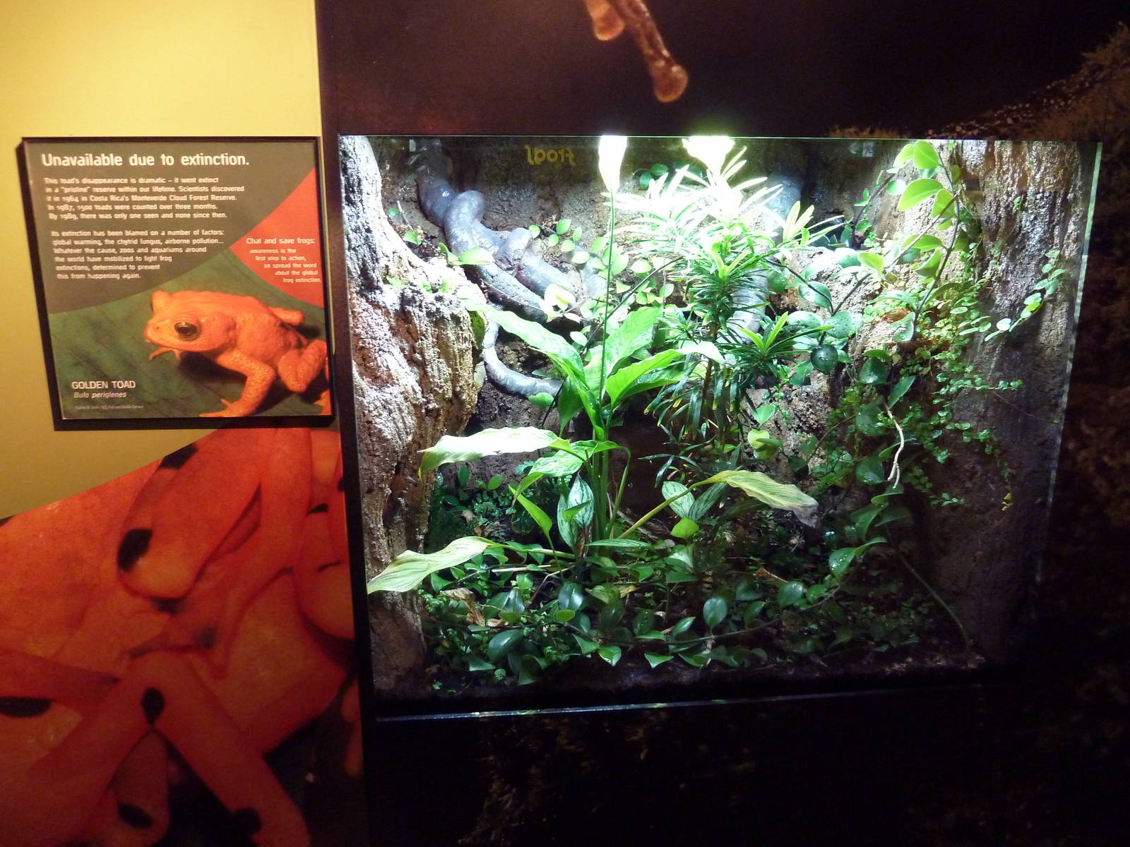Golden Toad Exhibit (empty due to extinction)