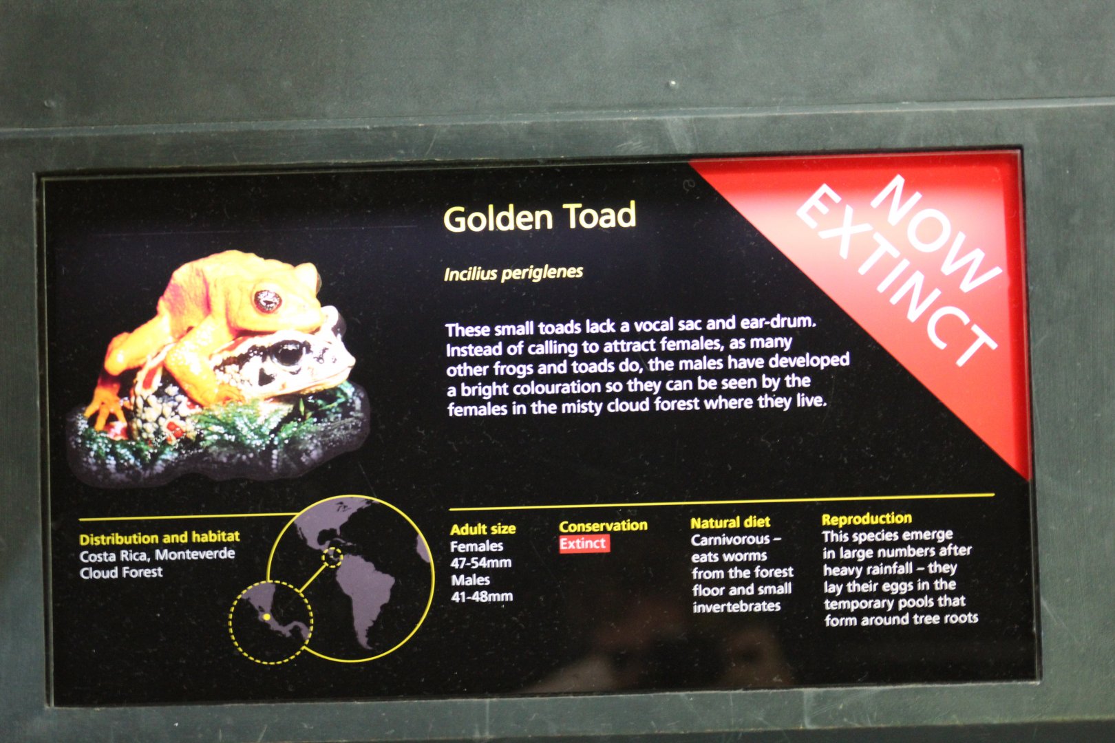 Golden Toad Signage