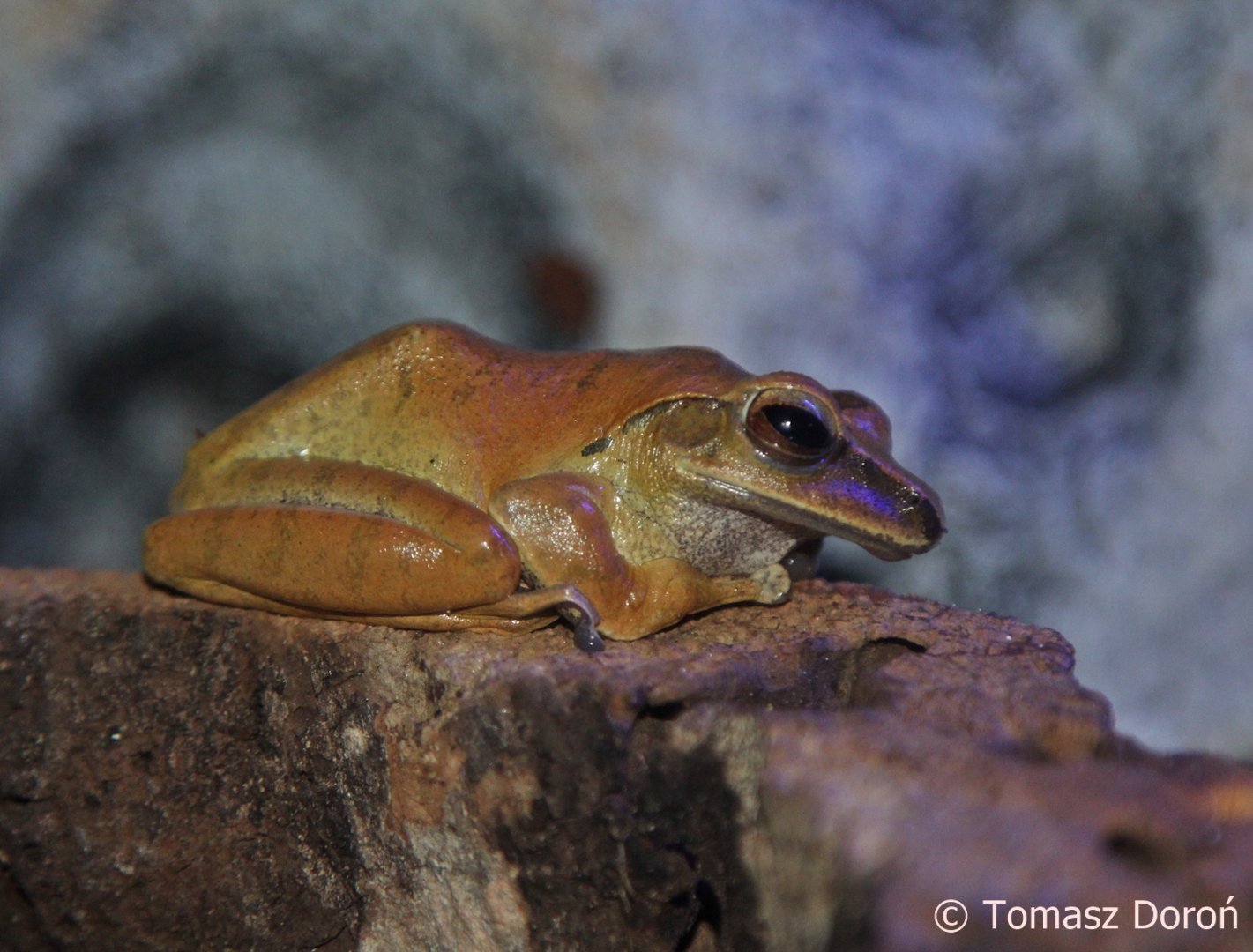 Golden Tree Frog (Polypedates leucomystax), December 2017