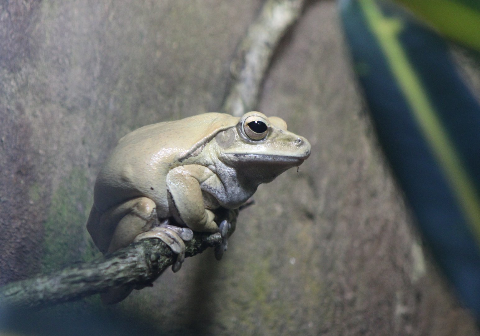 Golden tree frog - Polypedatus leucomystax