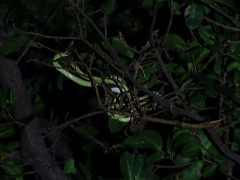 Golden tree snake (Chrysopelea ornata)