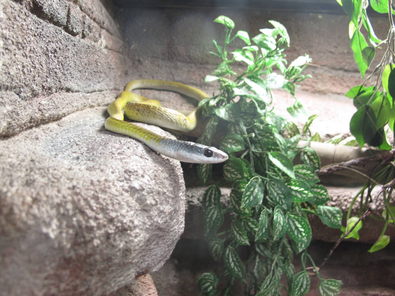 Golden Tree Snake - Crocosaurus Cove