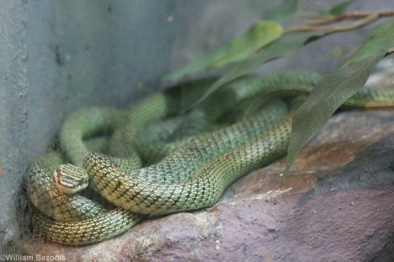 Golden Tree Snake (Flying Snake)