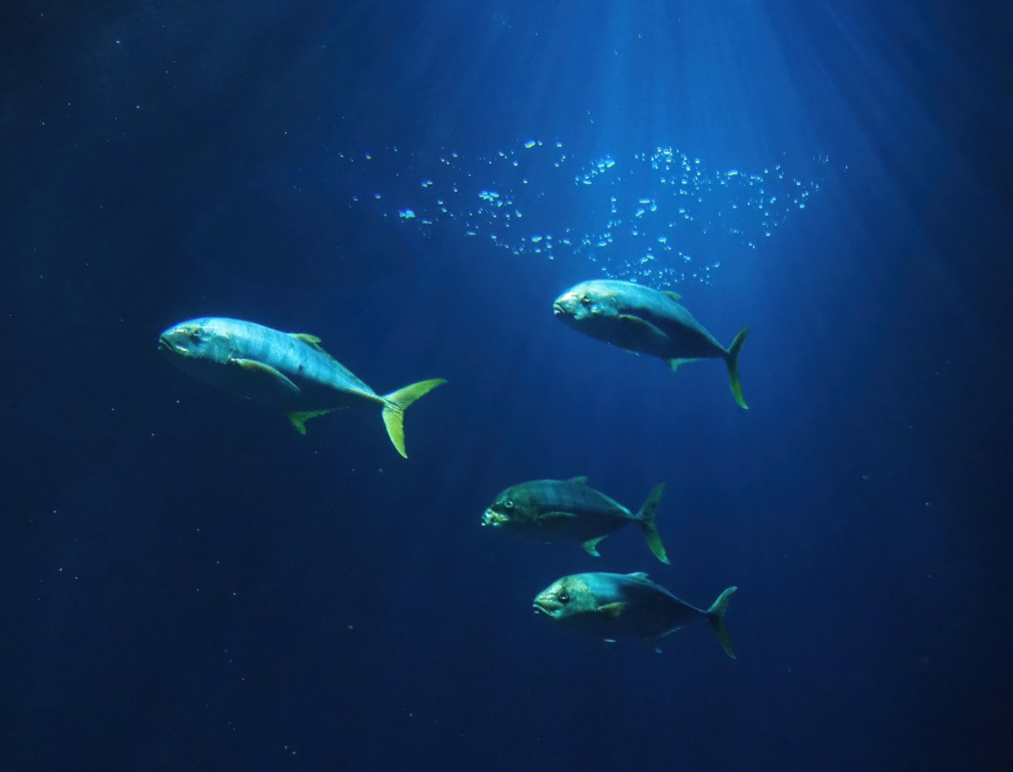 Golden trevallies (Gnathanodon speciosus), 2023-10-07