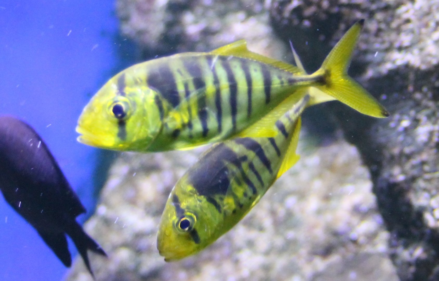 Golden trevallies - Gnathanodon speciosus