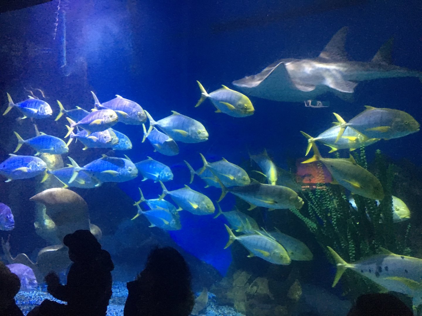 Golden Trevally and Bowmouth Guitarfish