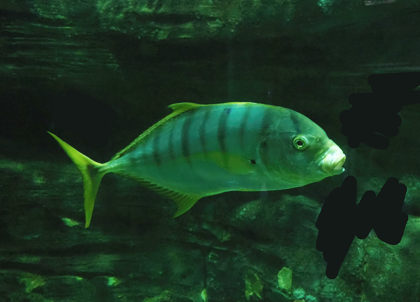 Golden trevally (Gnathanodon speciosus), 2023-10-13