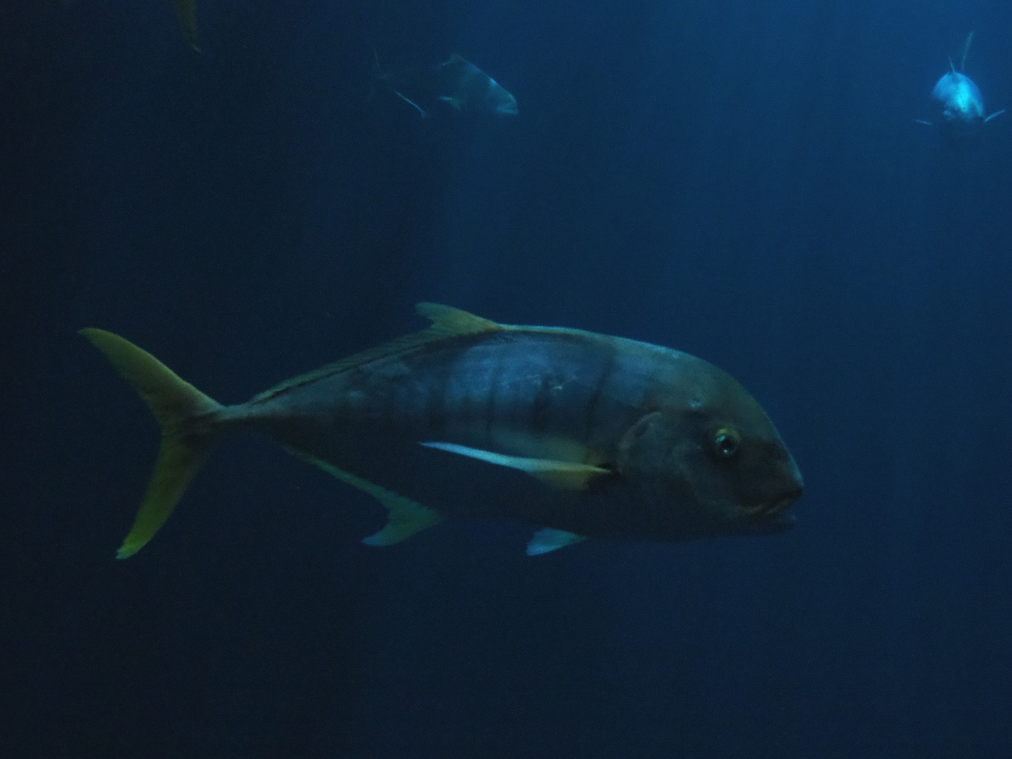 Golden trevally (Gnathanodon speciosus), Sep 16th, 2018
