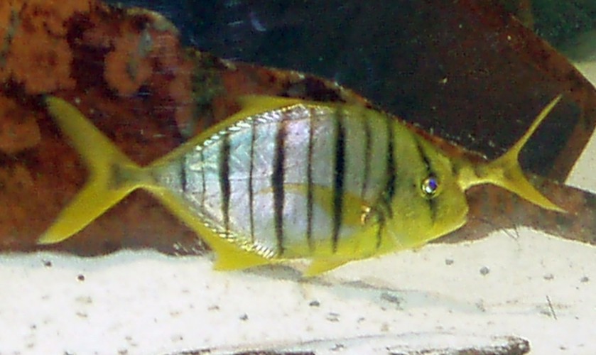 Golden Trevally (Gnathanodon speciosus)