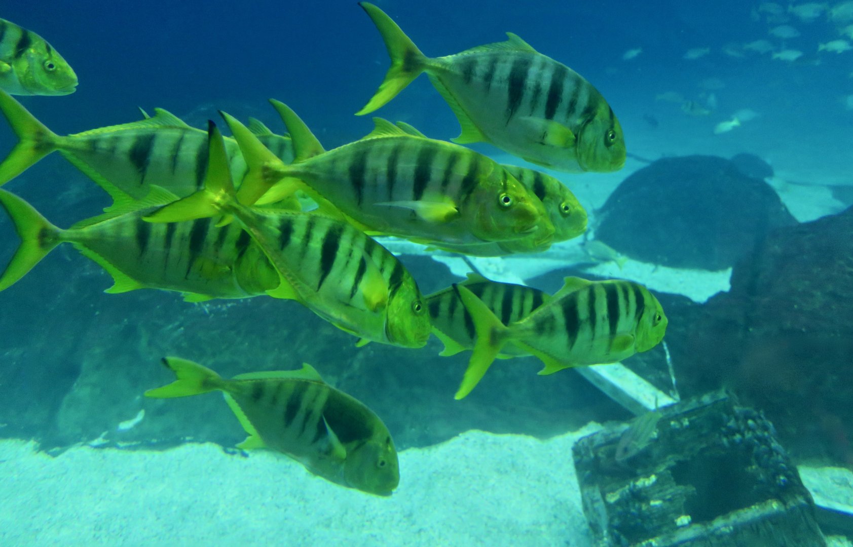 Golden Trevally (Gnathanodon speciosus)