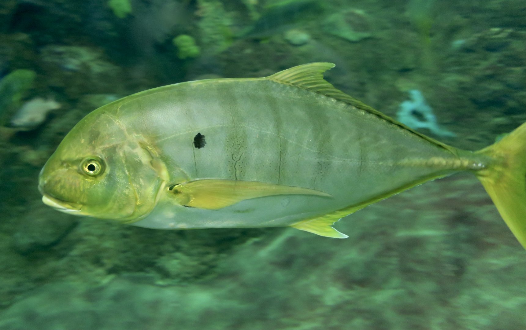 Golden Trevally (Gnathanodon speciosus)