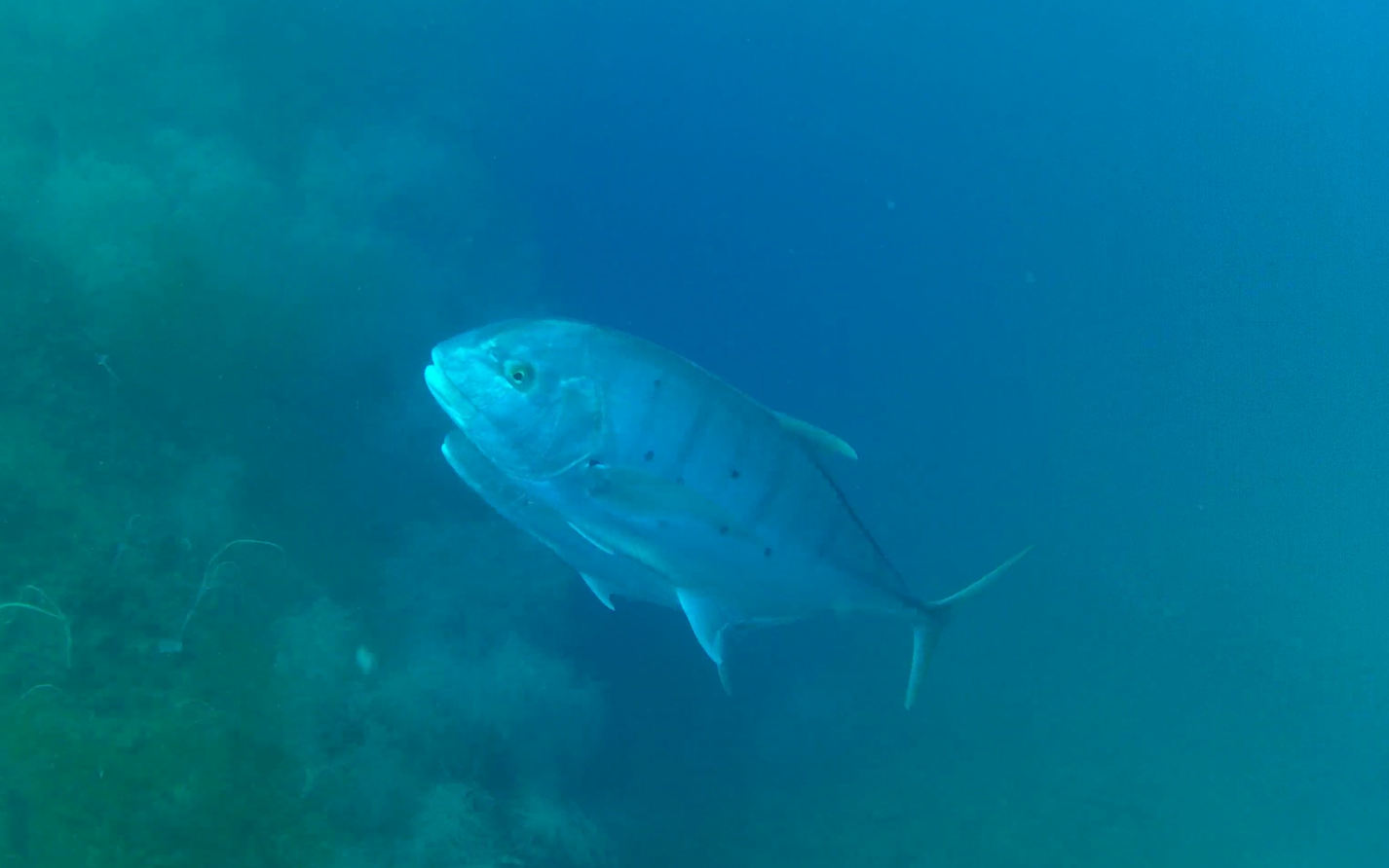 Golden Trevally (Gnathanodon speciosus)