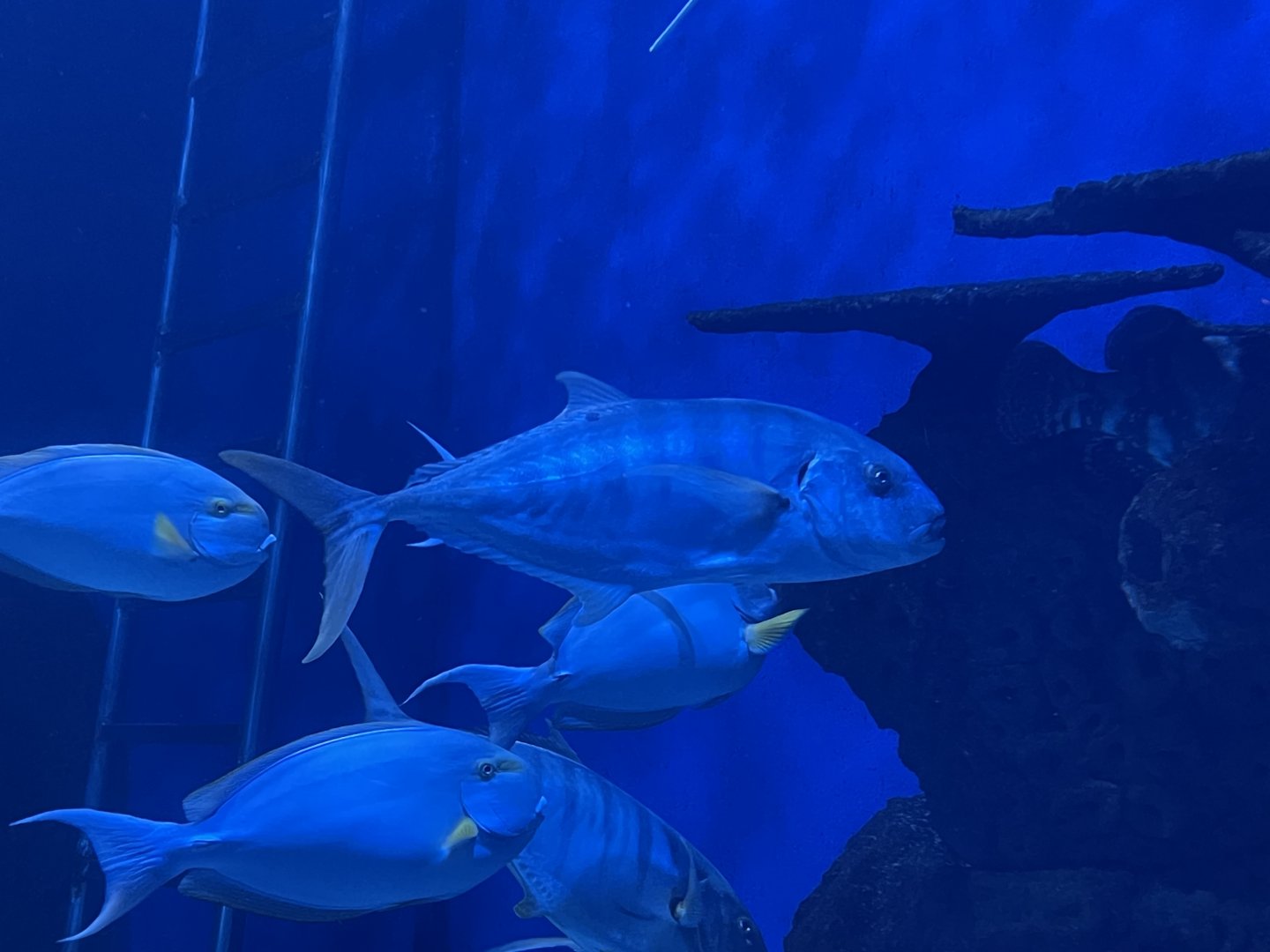 golden trevally (gnathanodon speciosus)