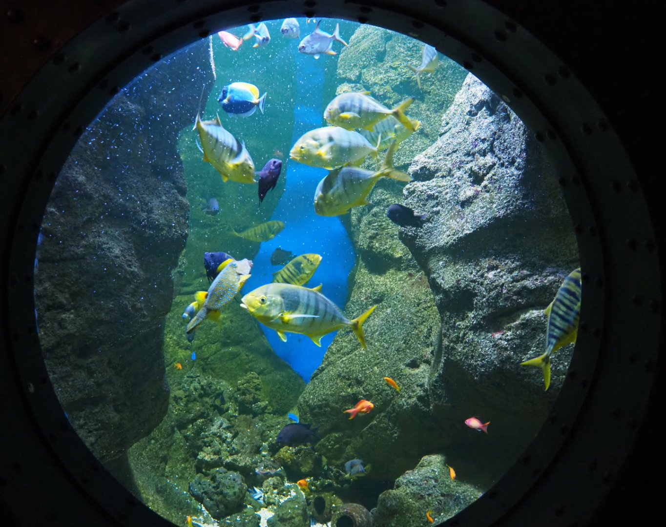 Golden trevally, pufferfish, tang and angelfish aquarium, 2019-10-05