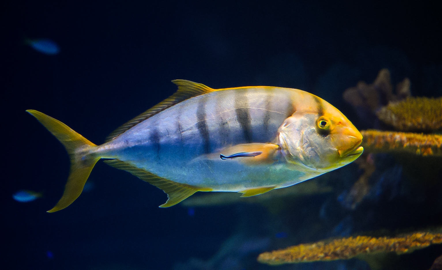 Golden Trevally (w/ Cleaner Wrasse)