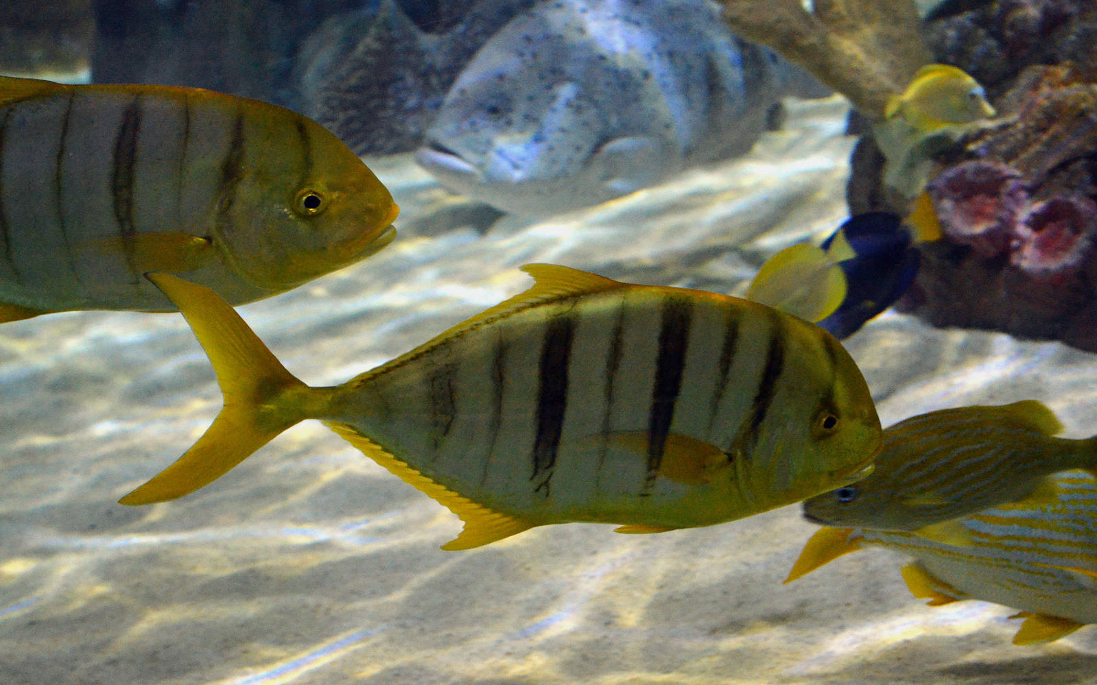 GOLDEN TREVALLY