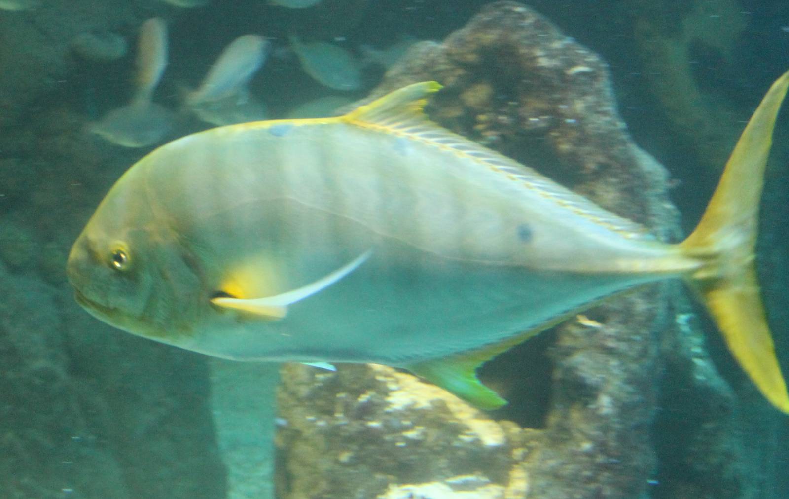 Golden trevally
