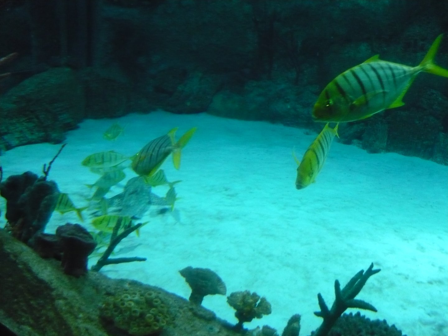 Golden trevally