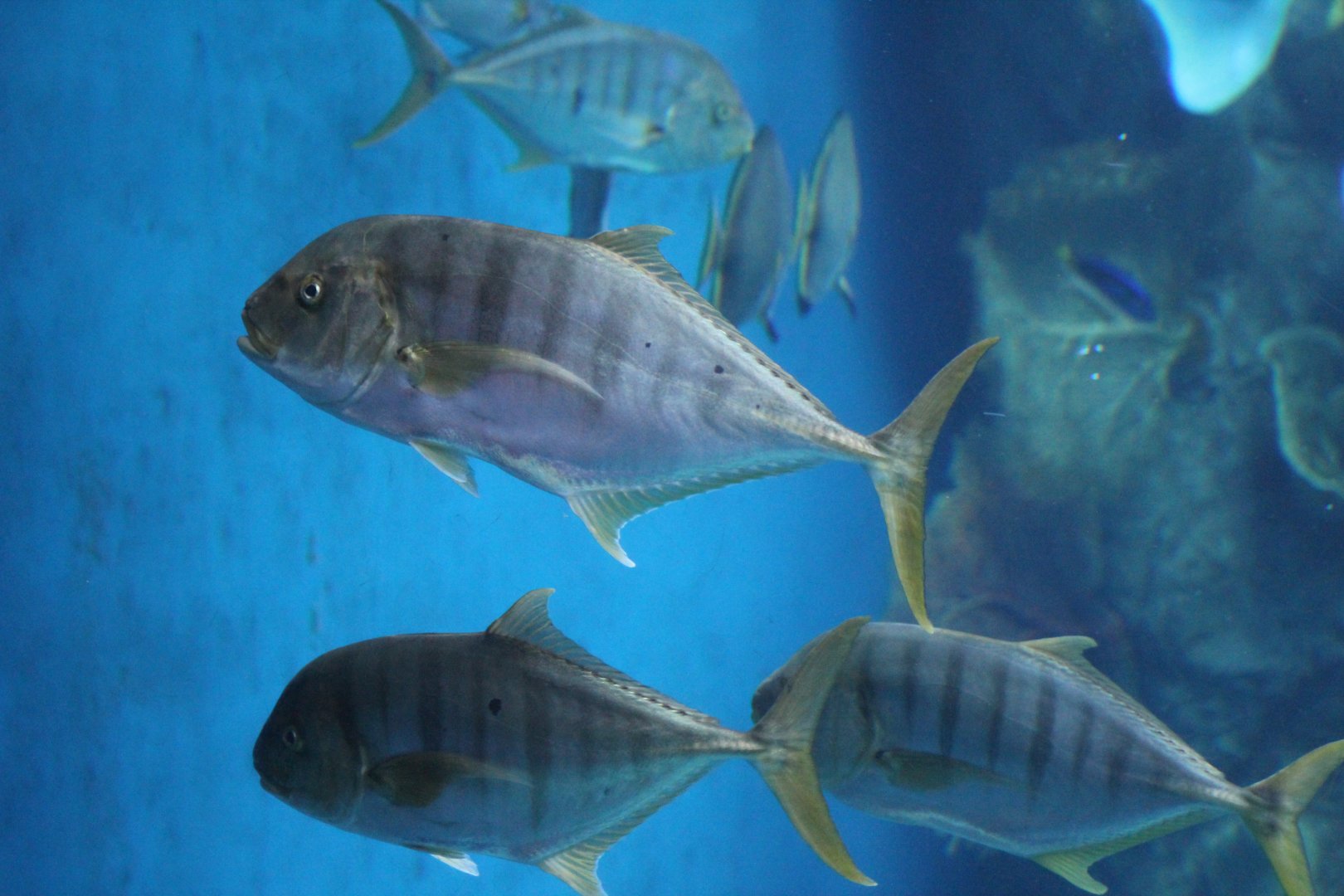 Golden Trevally