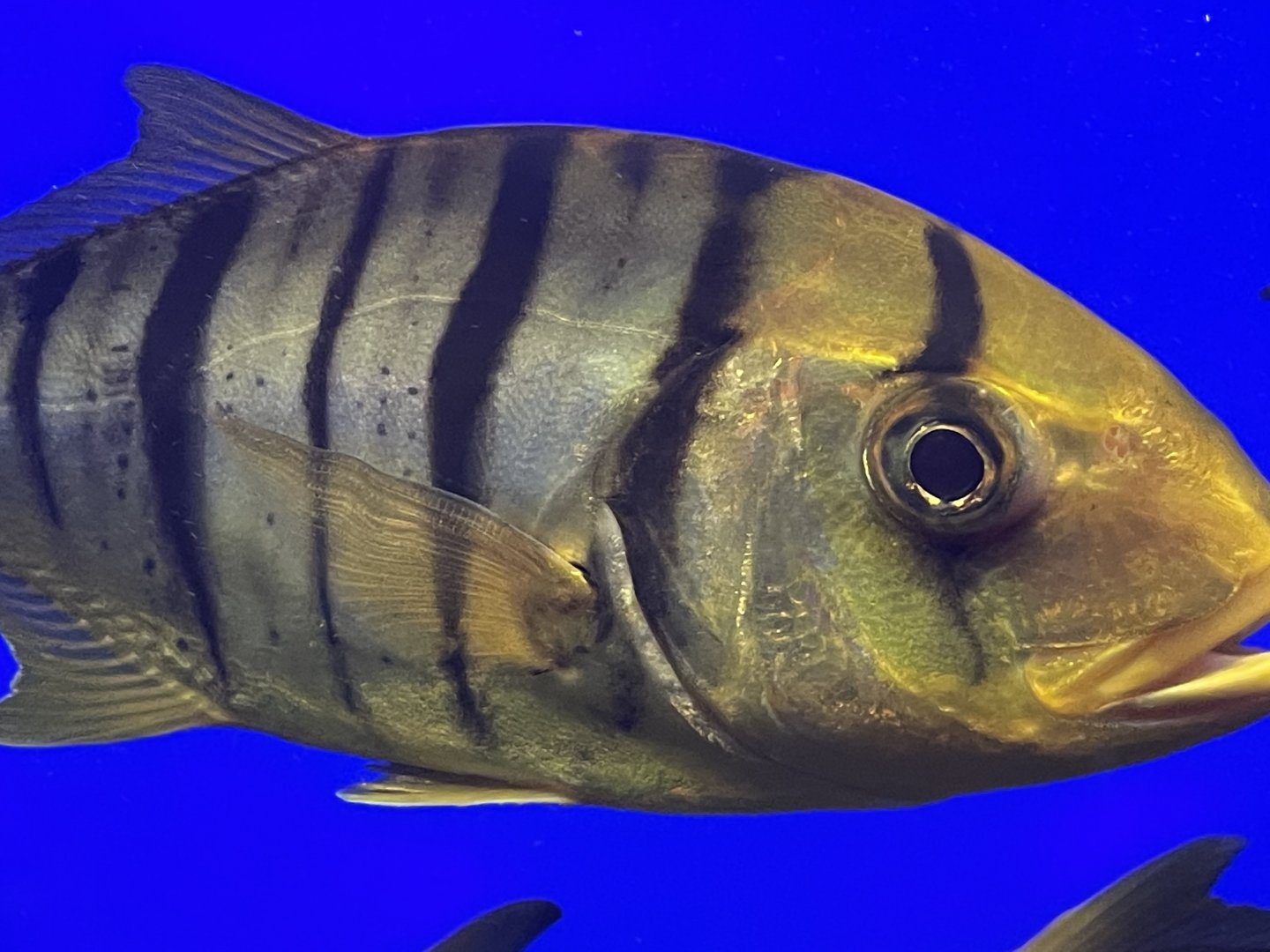 Golden trevally