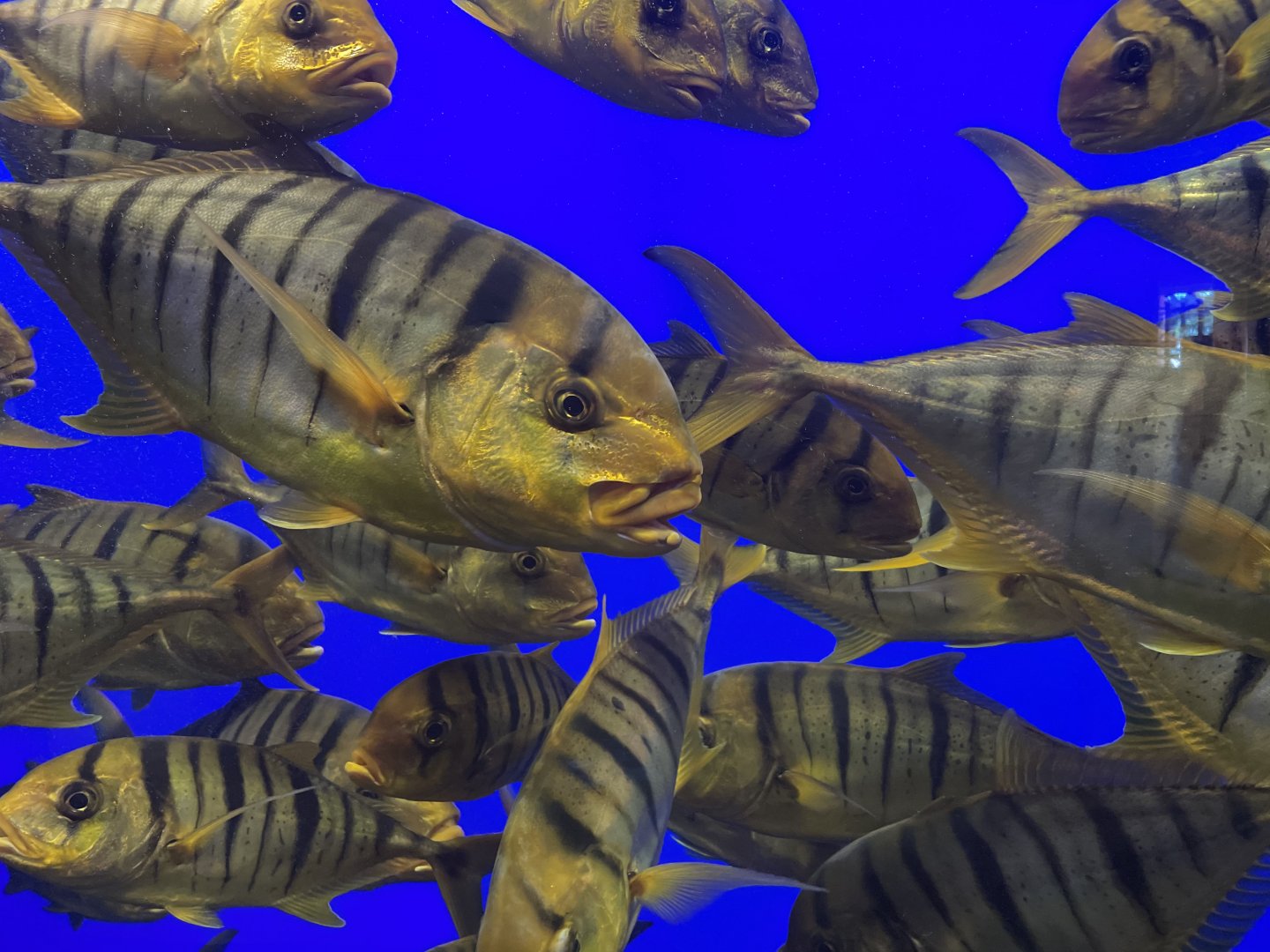 Golden trevally