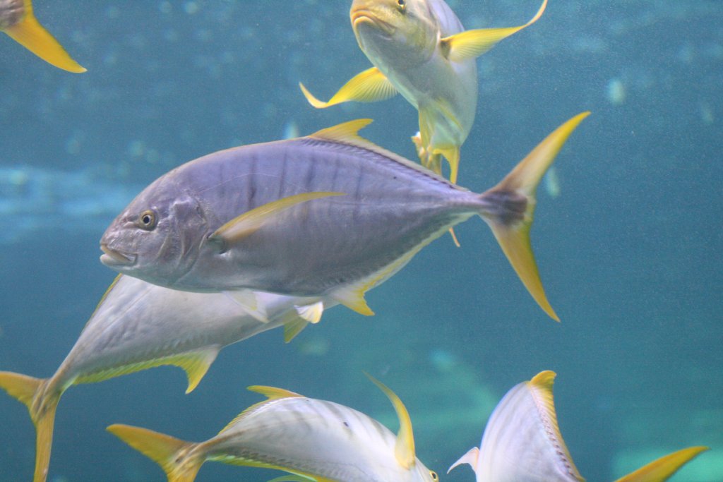 Golden Trevally