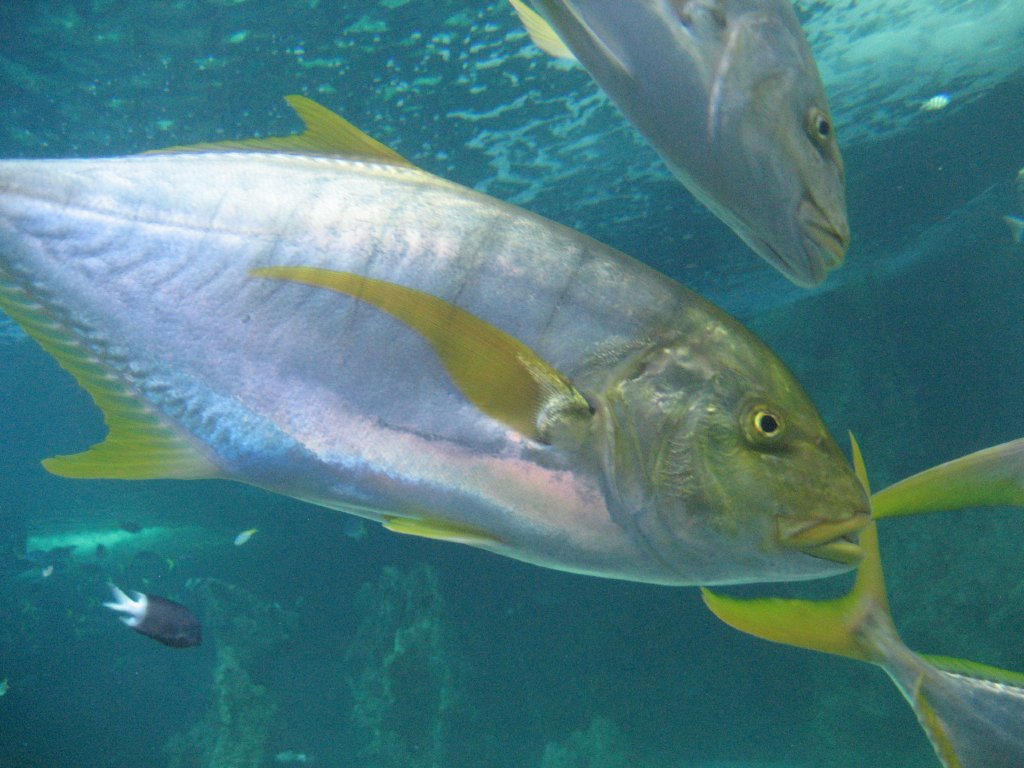 Golden Trevally